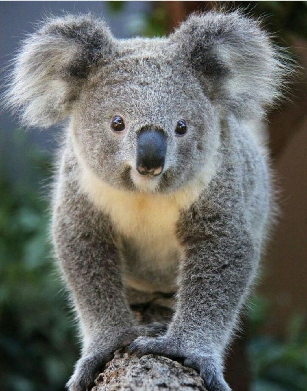 Коала стоя. Животные Австралии коала. Сумчатый медведь коала Австралия. Карликовая коала. Мишка коала.