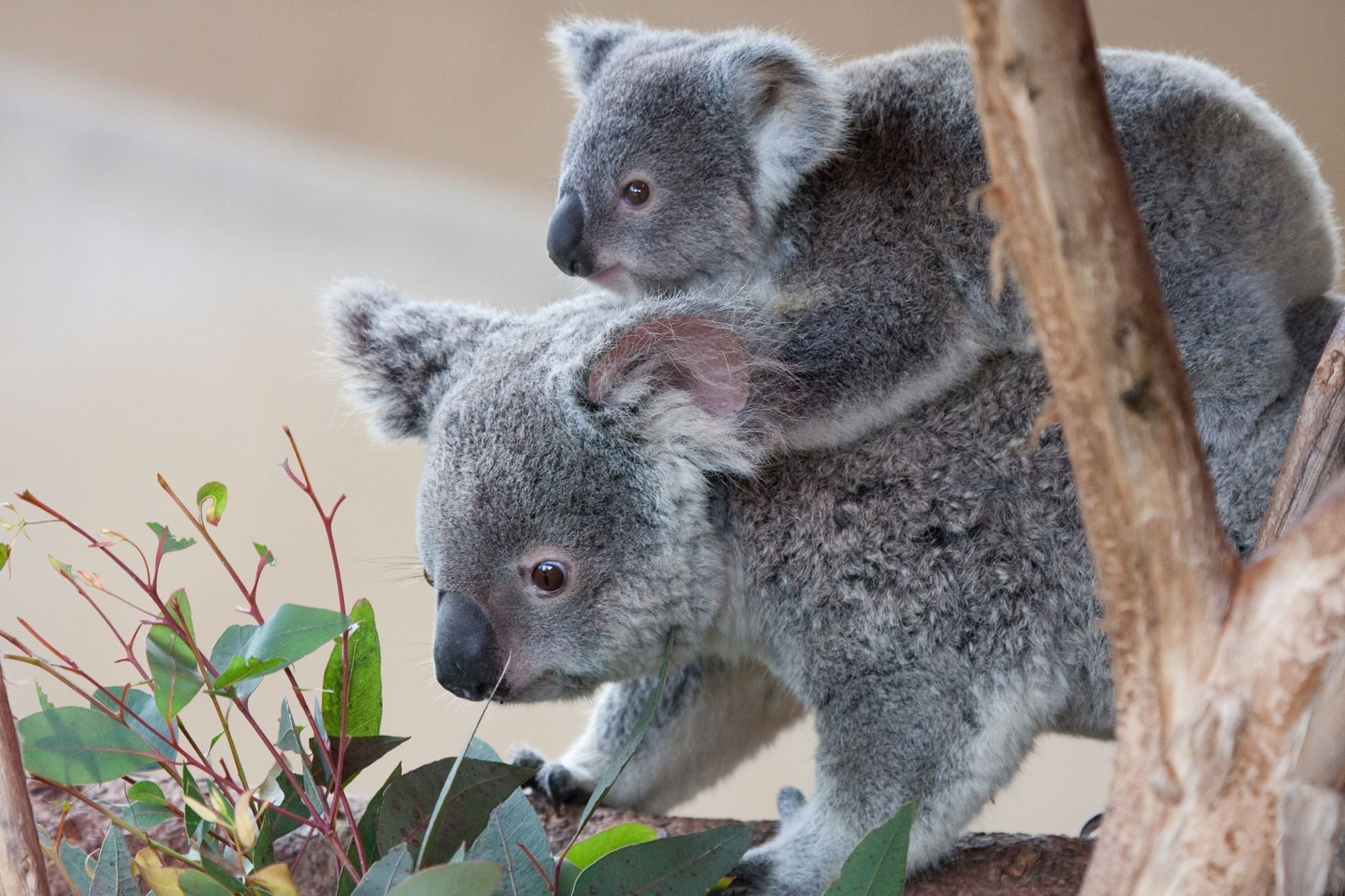 Коала мама. Сумчатые животные коала. Коала сумчатая с детенышем. Коала с детенышем. Коала бейби.