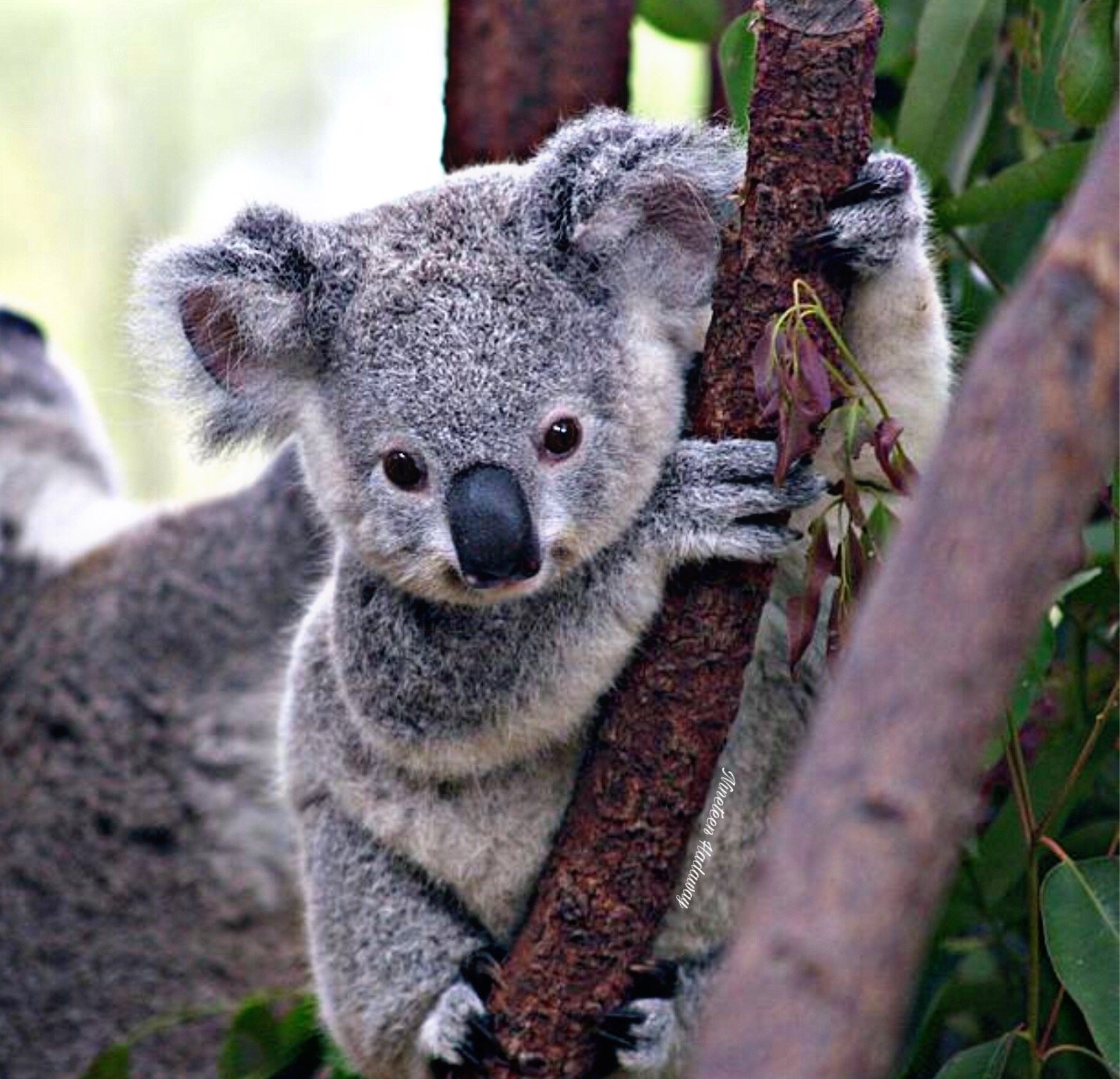 Коала стоя. Коала сумчатое. Эндемики коала. Мишка коала. Австралия Куала.