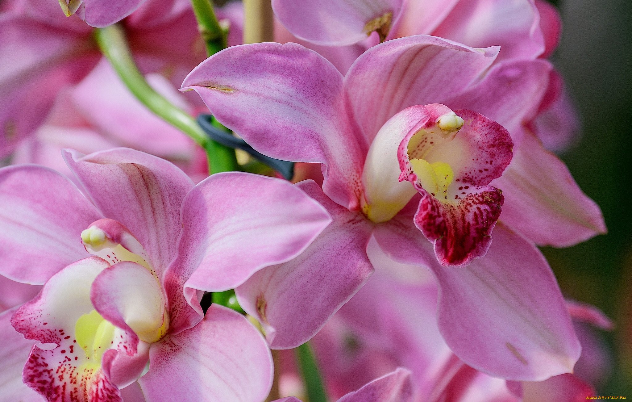 Орхидея живая цветок. Орхидея Цимбидиум. Дендробиум Цимбидиум. Орхидея Цимбидиум фиолетовая. Орхидея фаленопсис Монте Карло.