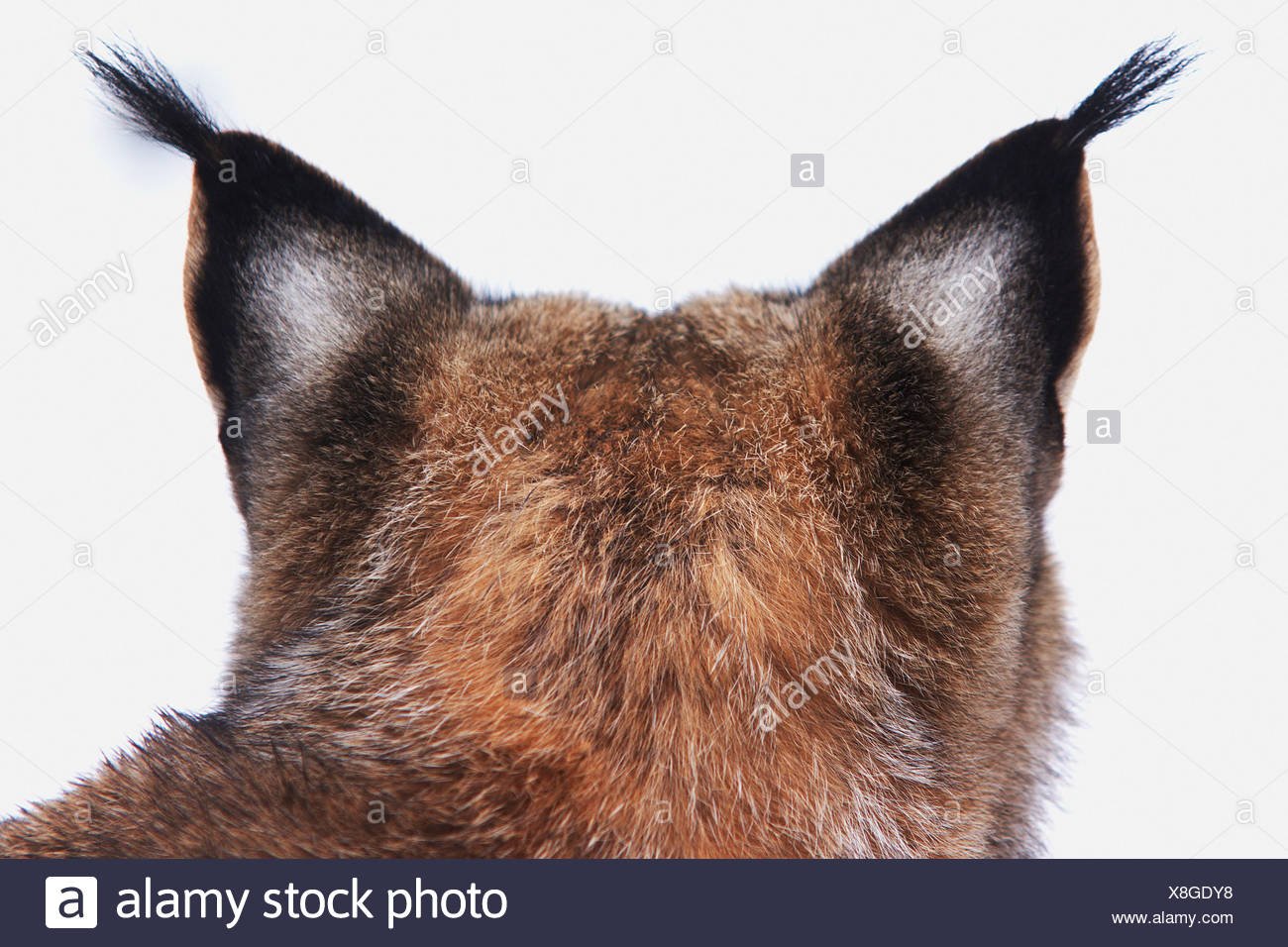 Хорошо слышат рысьи уши украшенные. Рысьи ушки. Рысьи уши и хвост. Ушки рыси на белом фоне.