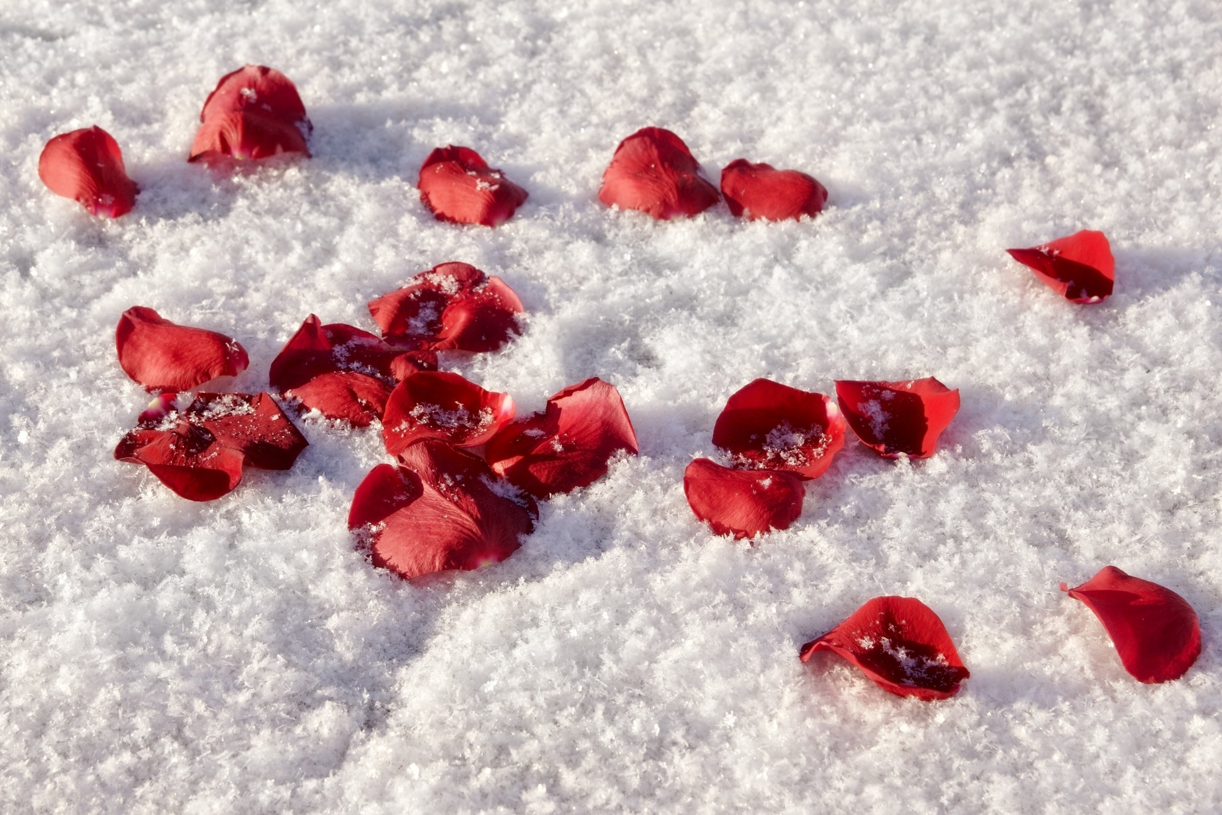 Красная снежка. Красные цветы на снегу. Розы на снегу. Лепестки роз. Лепестки на снегу.