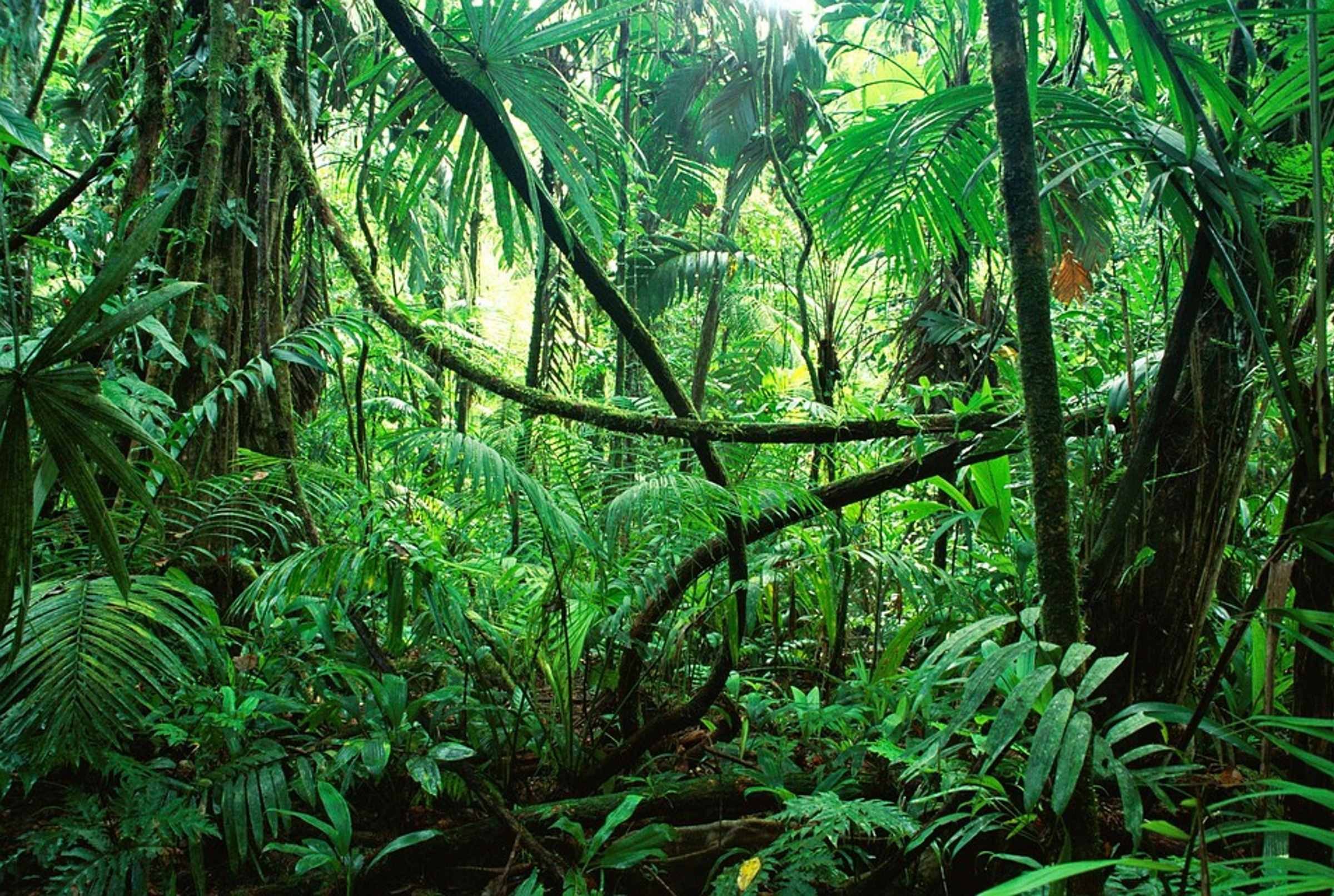 Природная зона влажные экваториальные тропические леса