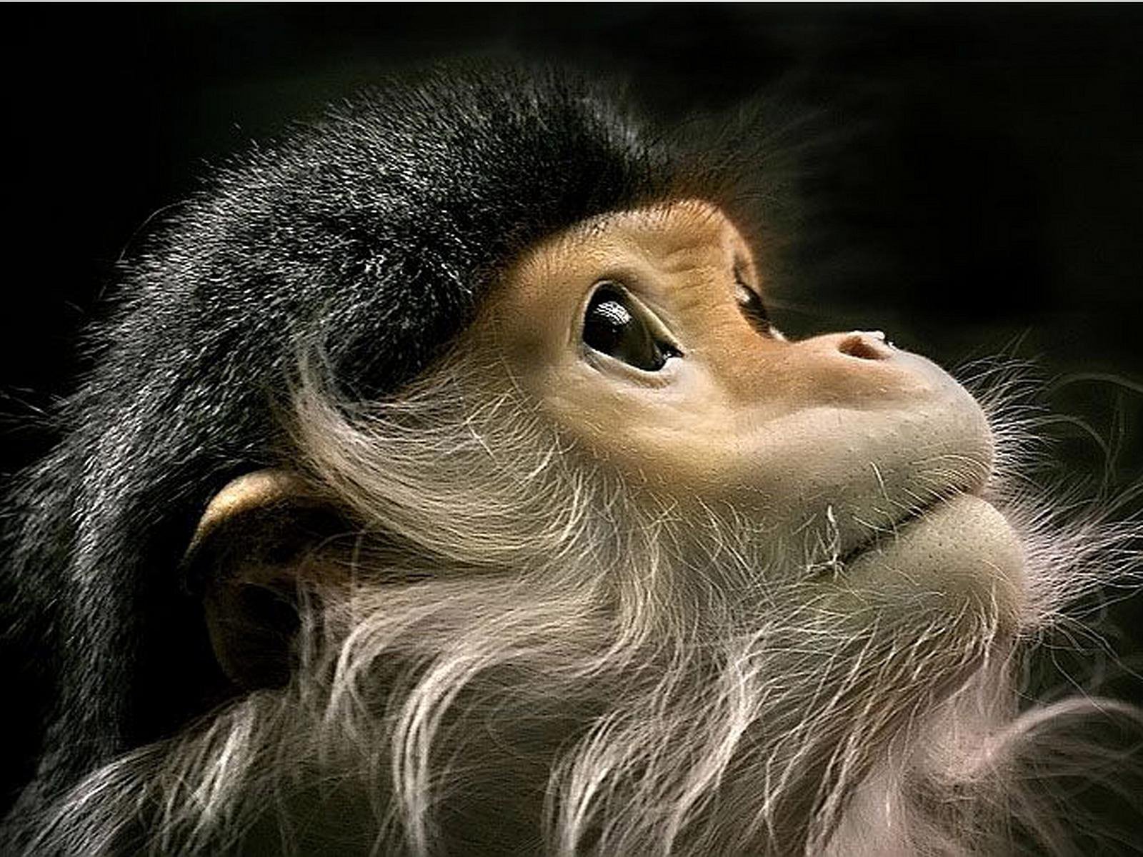 Hear animal. Обезьяна. Красивая обезьяна. Необычные обезьяны. Самая красивая обезьяна.