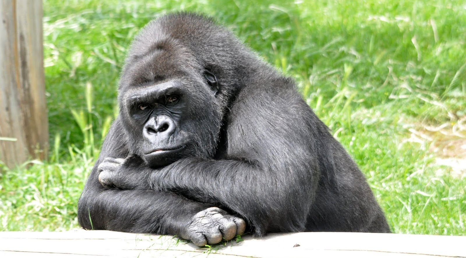 Тетя горилла если хотите стать сильными детки. Шимпанзе, горилла, орангутанг, Гиббон. Грустная горилла. Задумчивая горилла. Горилла смешная.