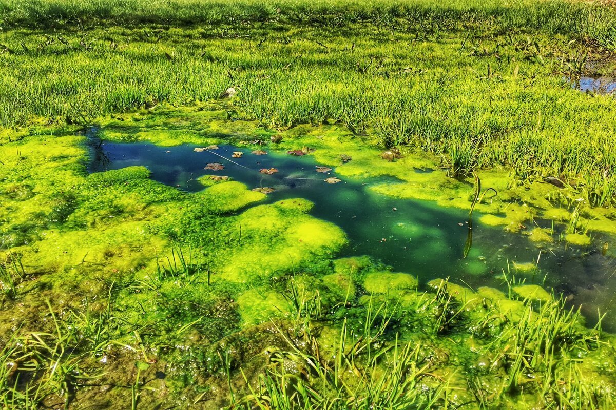 Красивое болото