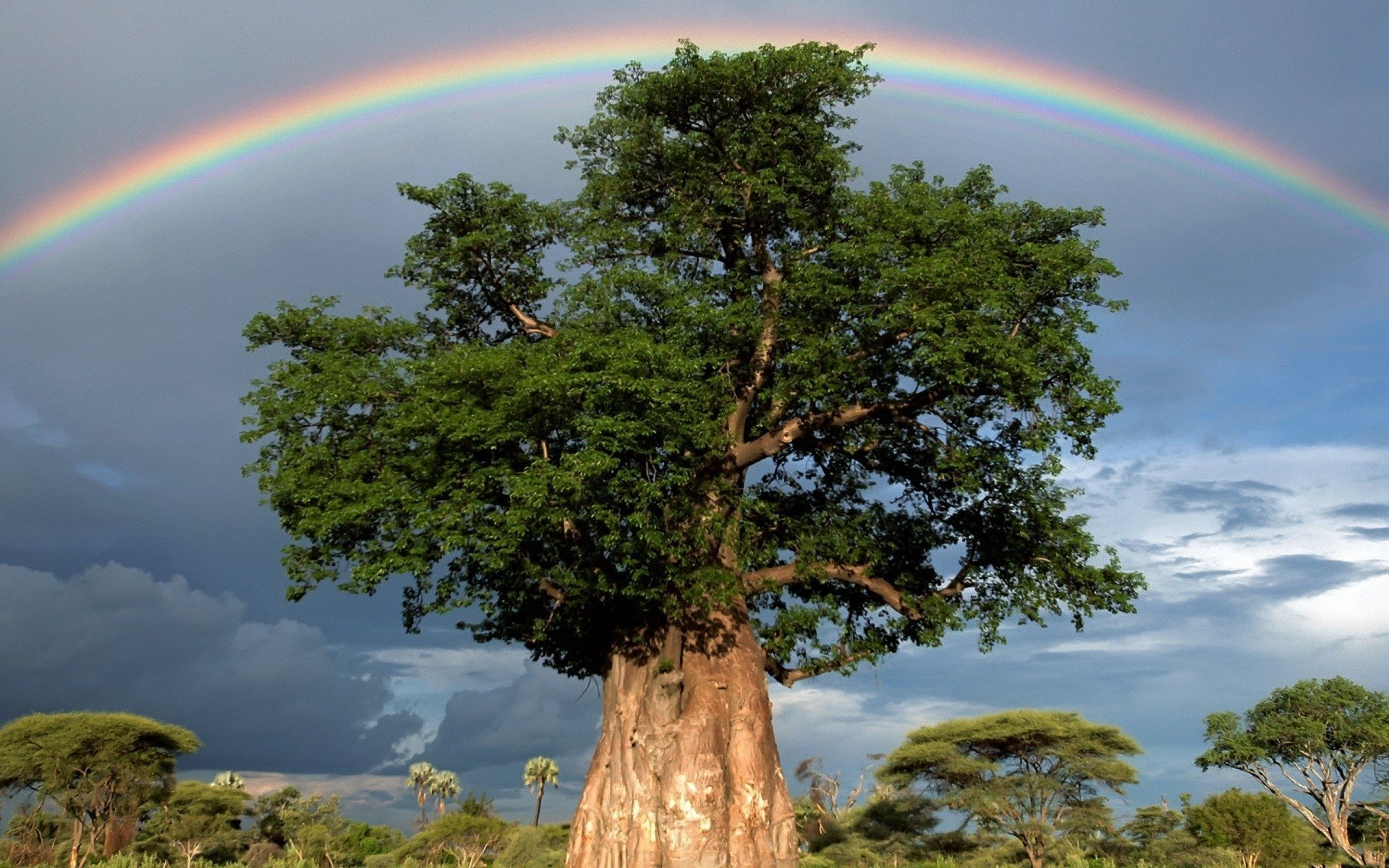 My new tree. Баобаб National Geographic. Радужный баобаб. Красивое дерево. Могучее дерево.