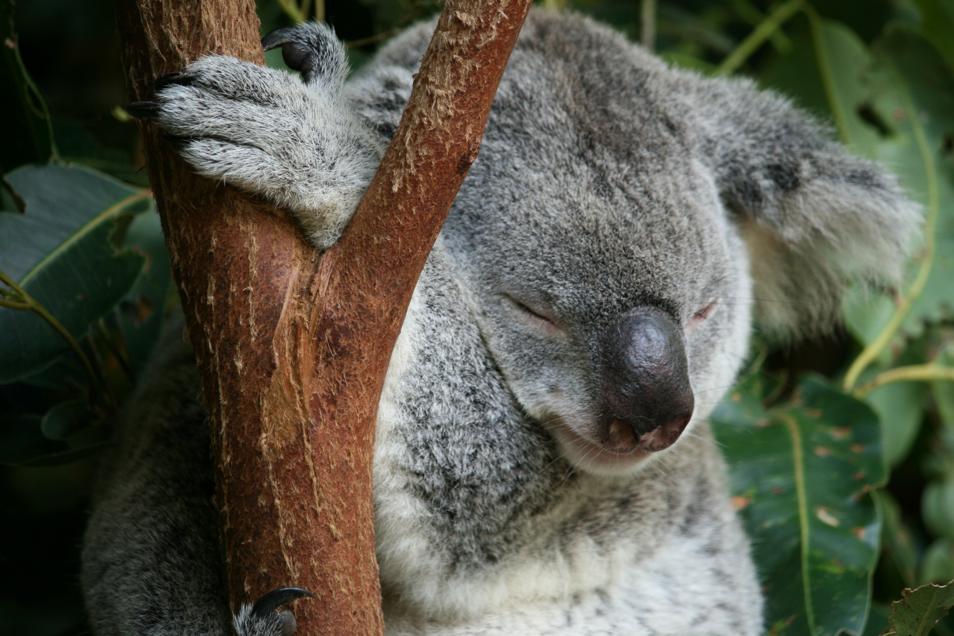 Сколько спят коалы. Коала. Спящий коала. Коала милая.