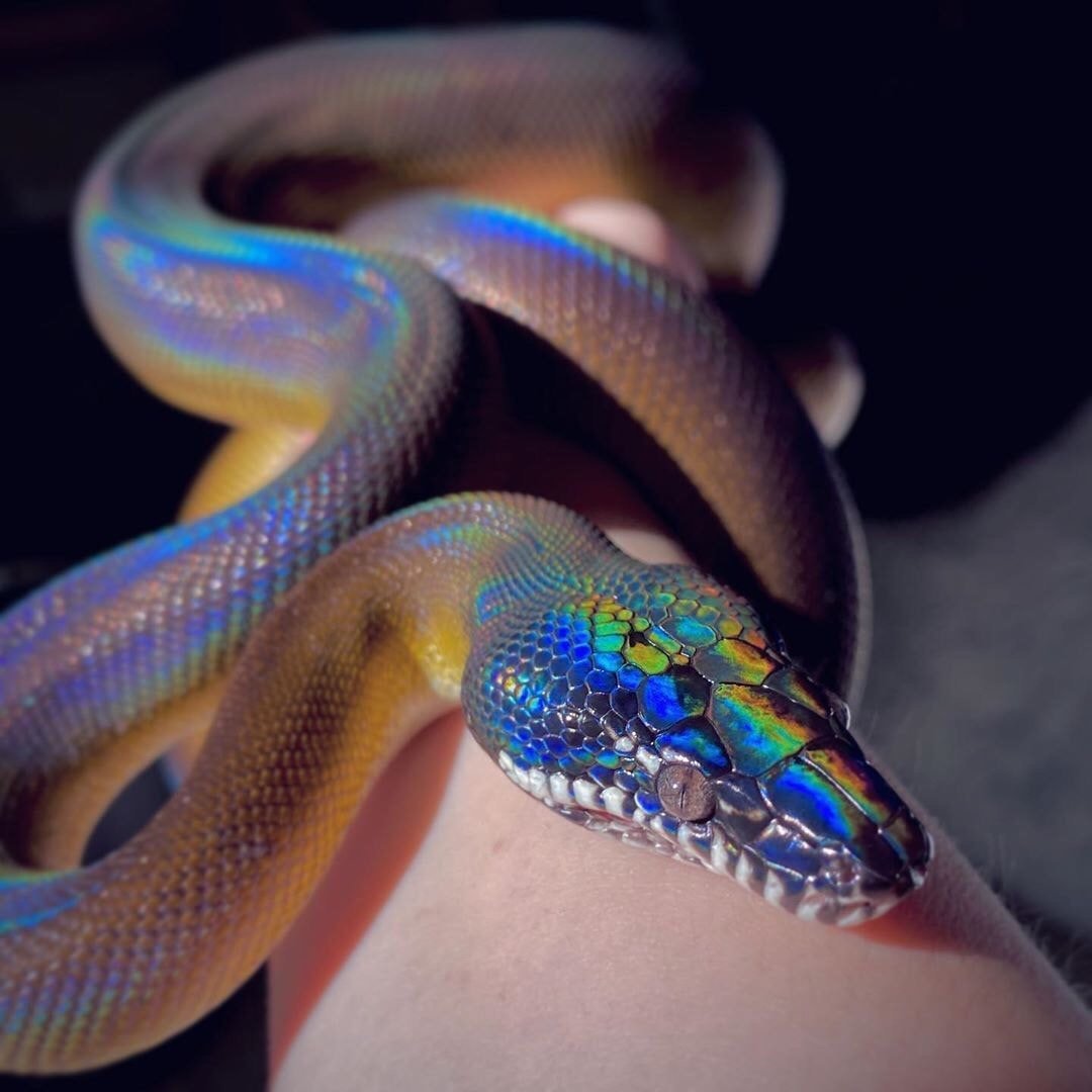 Змея белогубый питон
