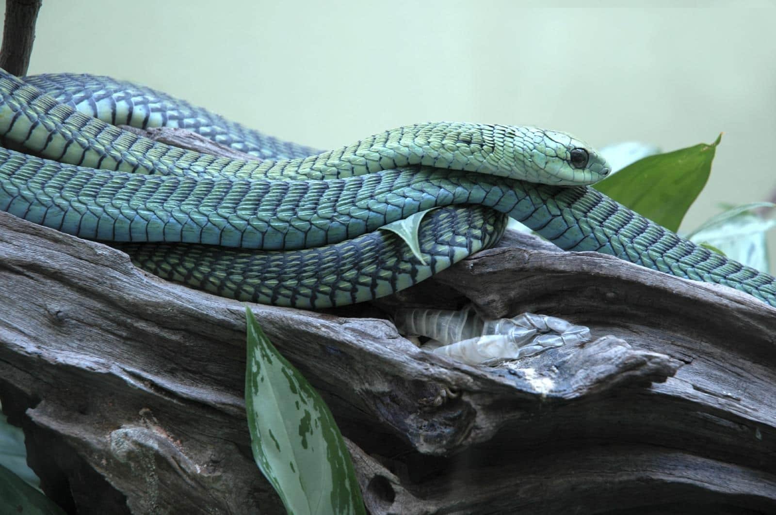 Самые красивые змей в мире. Куфия змея. Голубая гадюка. Африканский бумсланг змея. Голубая куфия.
