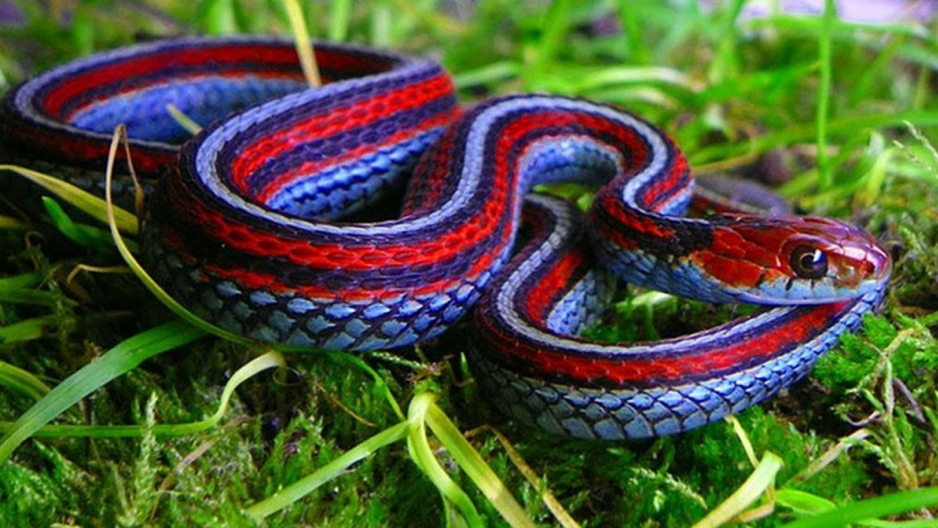 Красивая змейка. Калифорнийская подвязочная змея. Подвязочная змея (Thamnophis sirtalis). Калифорнийский подвязочный уж. Подвязочная змея альбино.
