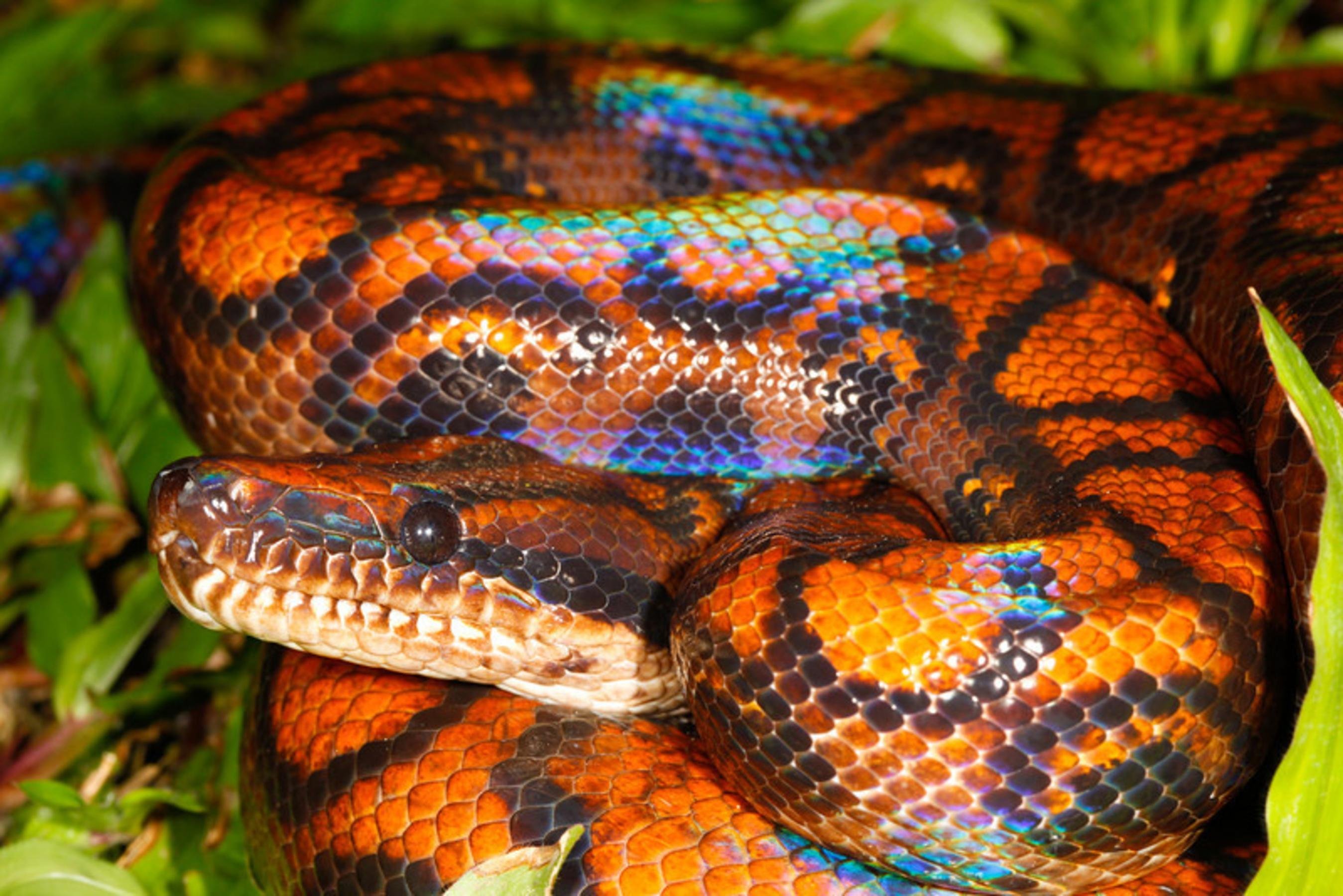 Самые красивые змей в мире