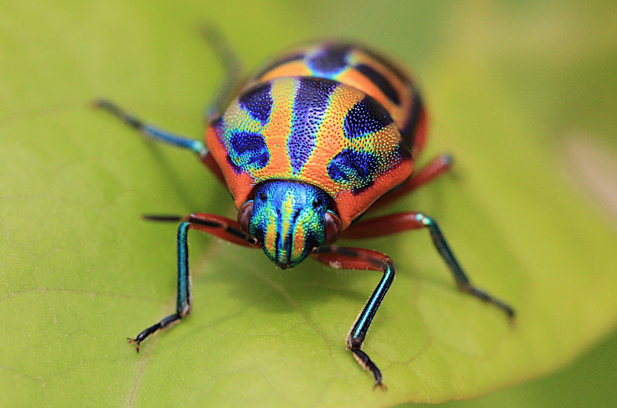 Разноцветные жуки и бабочки. Разноцветные жуки. Планета насекомых. Радужный Жук. Зеленый полосатый Жук.