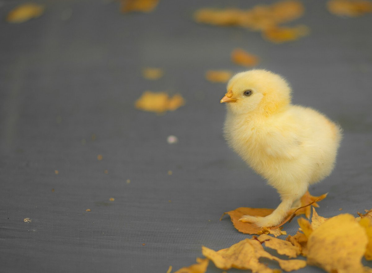Как выглядит цыпленок фото. Голубые цыплята. Цыпленок живой. Красивый желтый цыпленок. Милый цыпленок.