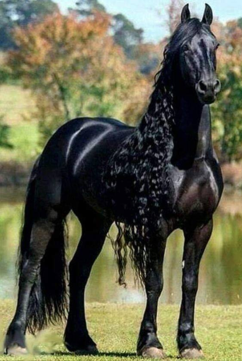 Черный окрас лошади. Вороная Фризская лошадь. Пегая Фризская лошадь. Фриз Фризская лошадь. Фризская лошадь Пинто.