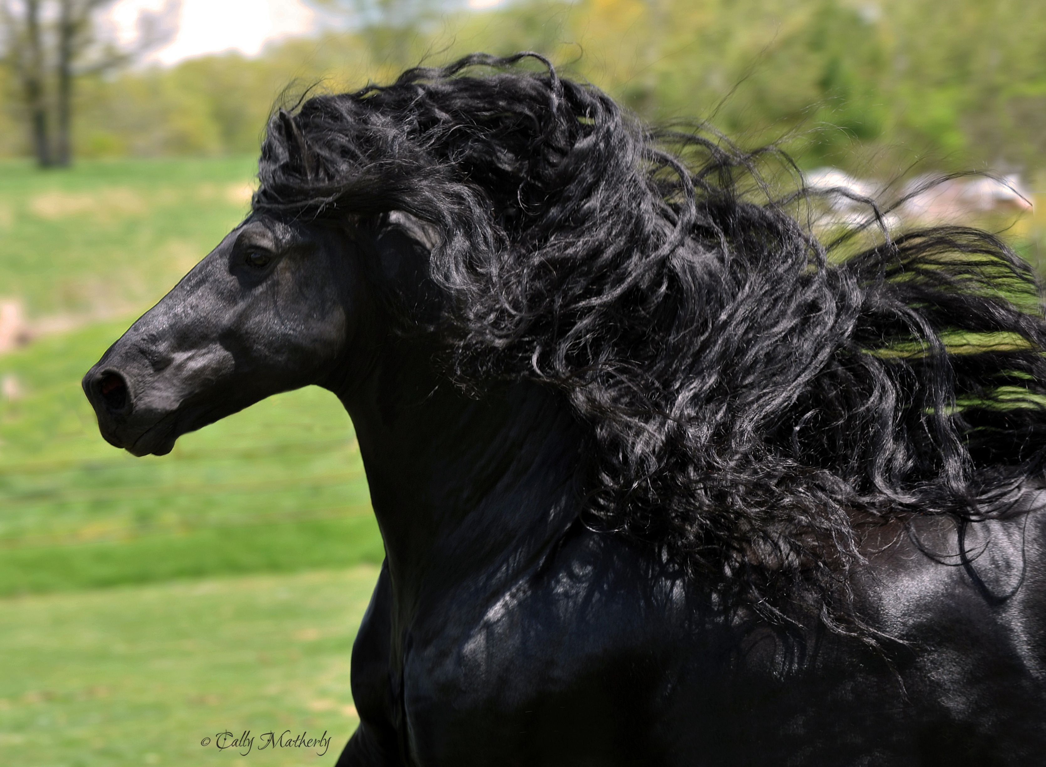 Конь с черной гривой. Фредерик Великий Фризская лошадь.