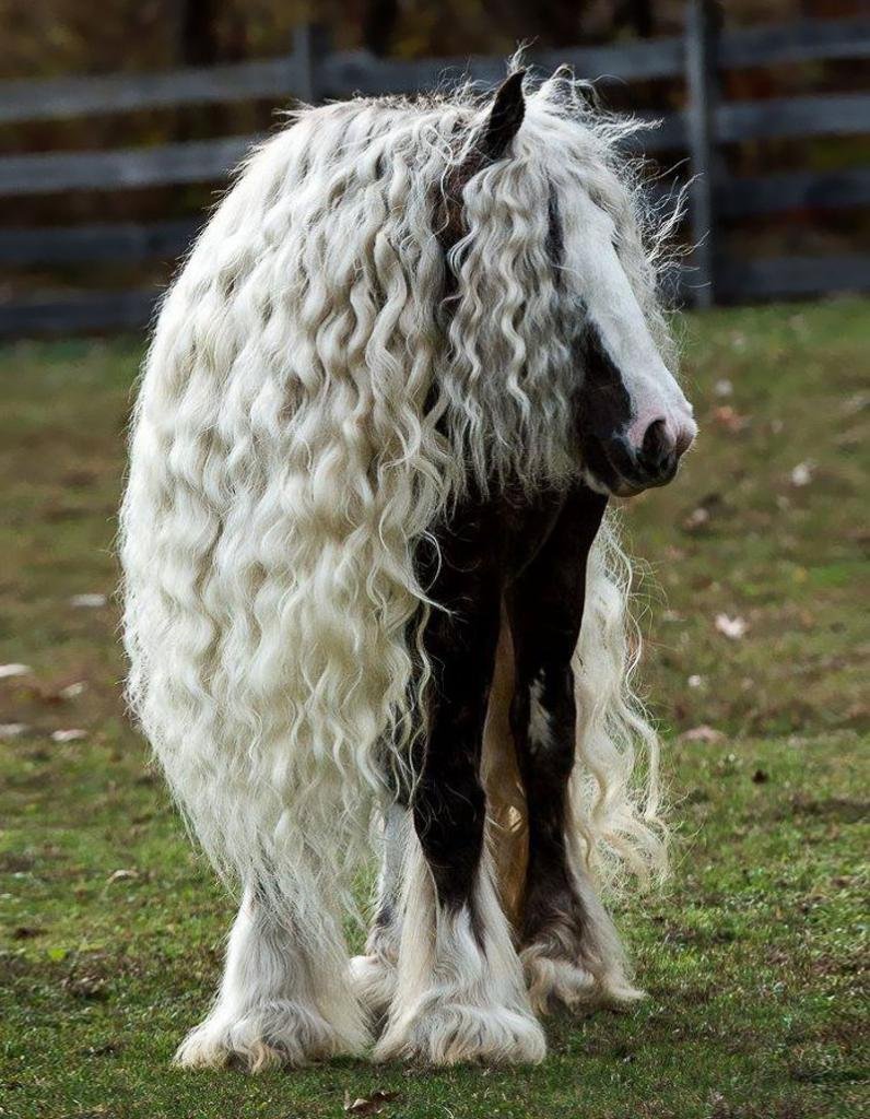 Horse hair. Лошадь породы цыганская упряжная. Лошади породы Тинкер. Лошадь породы Gypsy Vanner. Лошадь Шайр с длинной гривой.