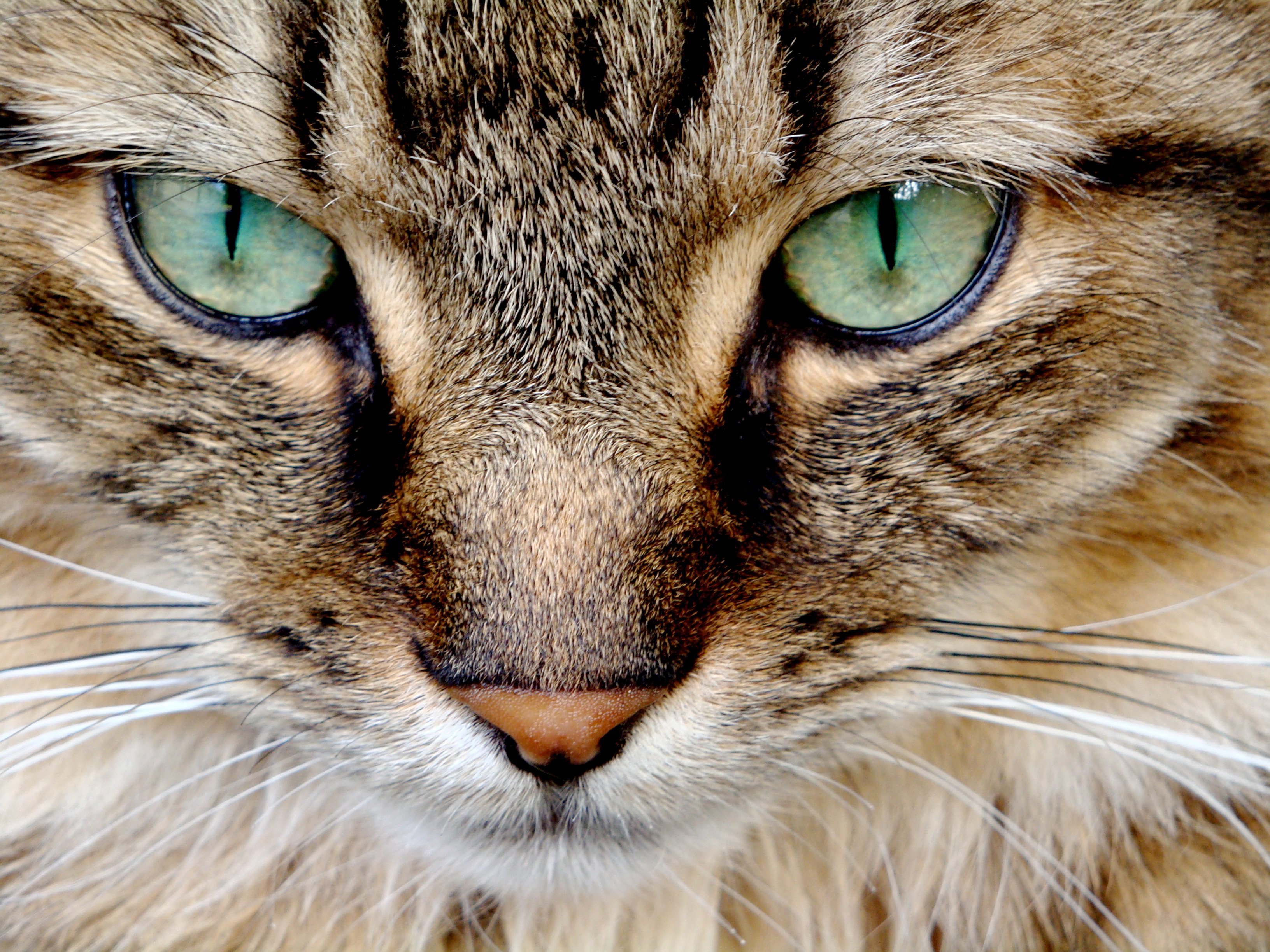 Крупно фото кошек. Охос азулес гетерохромия. Глаза кошки. Морда кота. Красивая морда кошки.