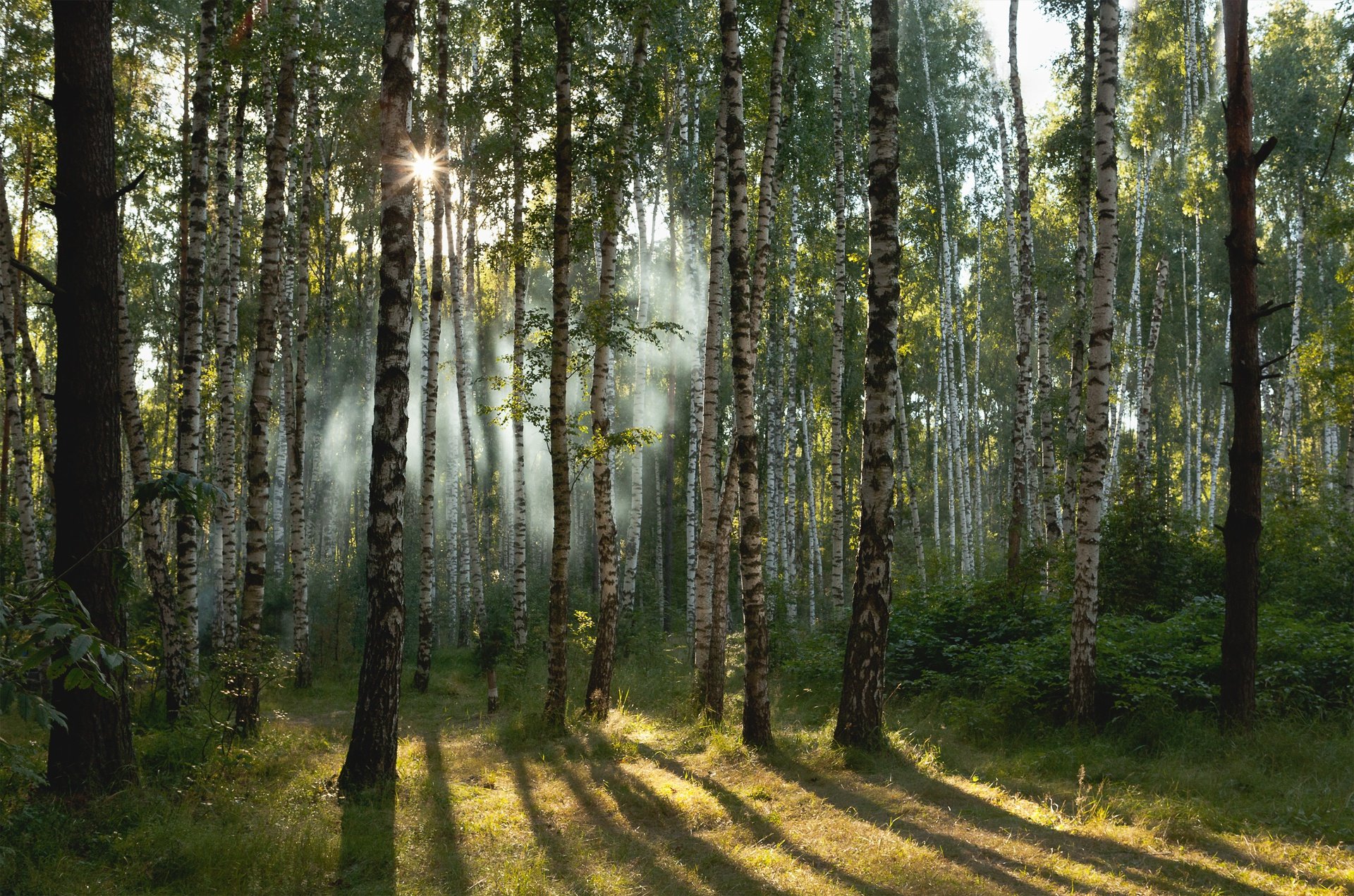 Хорошо и привольно летом в лесу. Русский лес Березовая роща. Березово еловый лес. Летний лес. Летом в лесу.