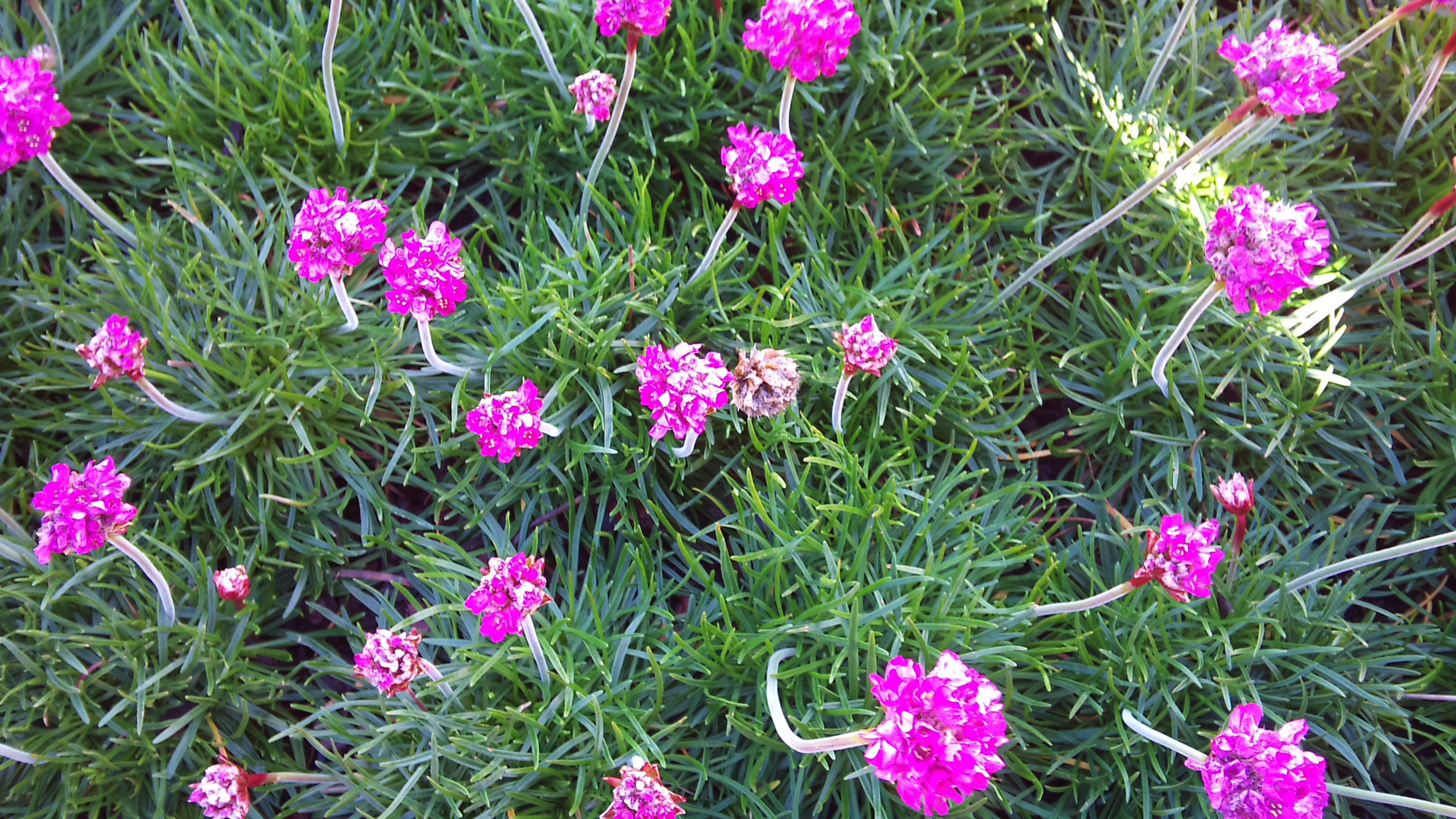 Многолетние цветы Армерия лилии