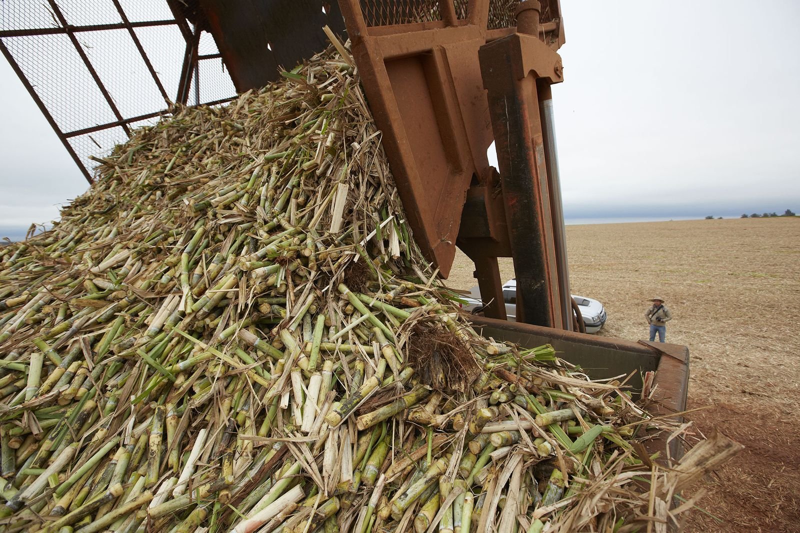 Сахарный тростник производство. Багасса сахарного тростника. Сахарный тростник в Египте. Тростниковый Сырец. Сырец сахарного тростника.