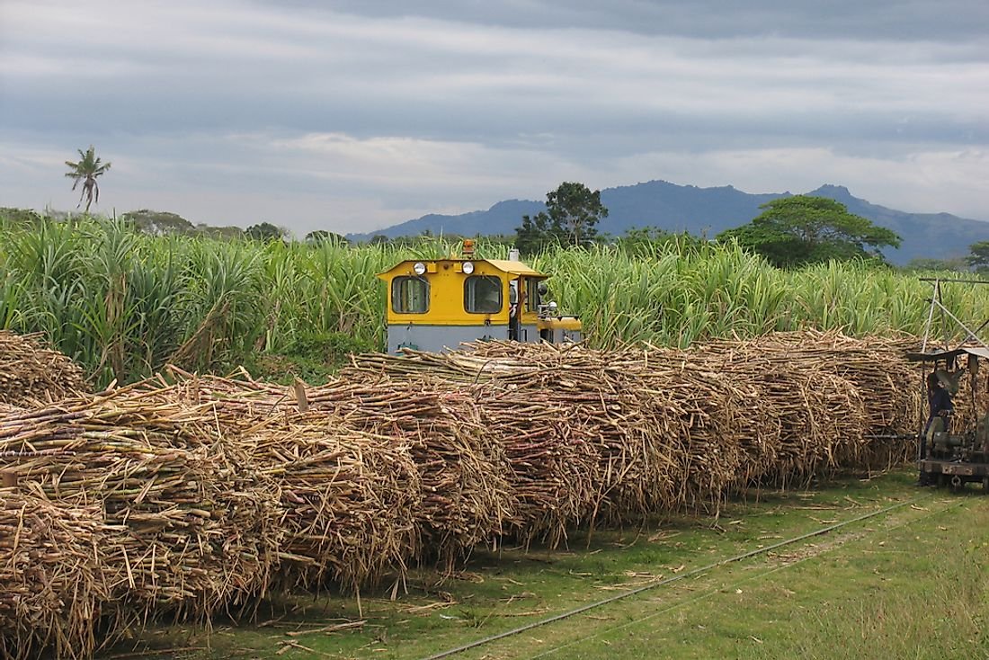 Сахарный тростник в австралии. Фиджи сахарный тростник. Куба сахарный тростник плантации. Плантации сахарного тростника Австралии. Гавайи сахарный тростник.