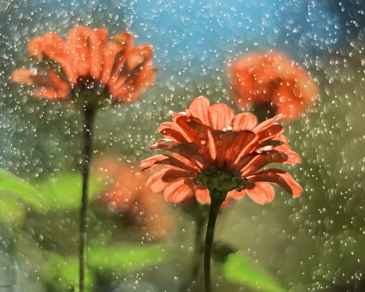 Какое лето будет дождливое. Цветы дождя. Дождь и растения. Дождь цветы солнце. Дождь на цветах.