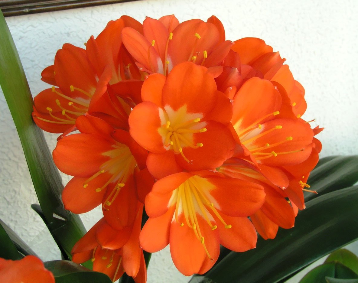 Оранжевое комнатное растение