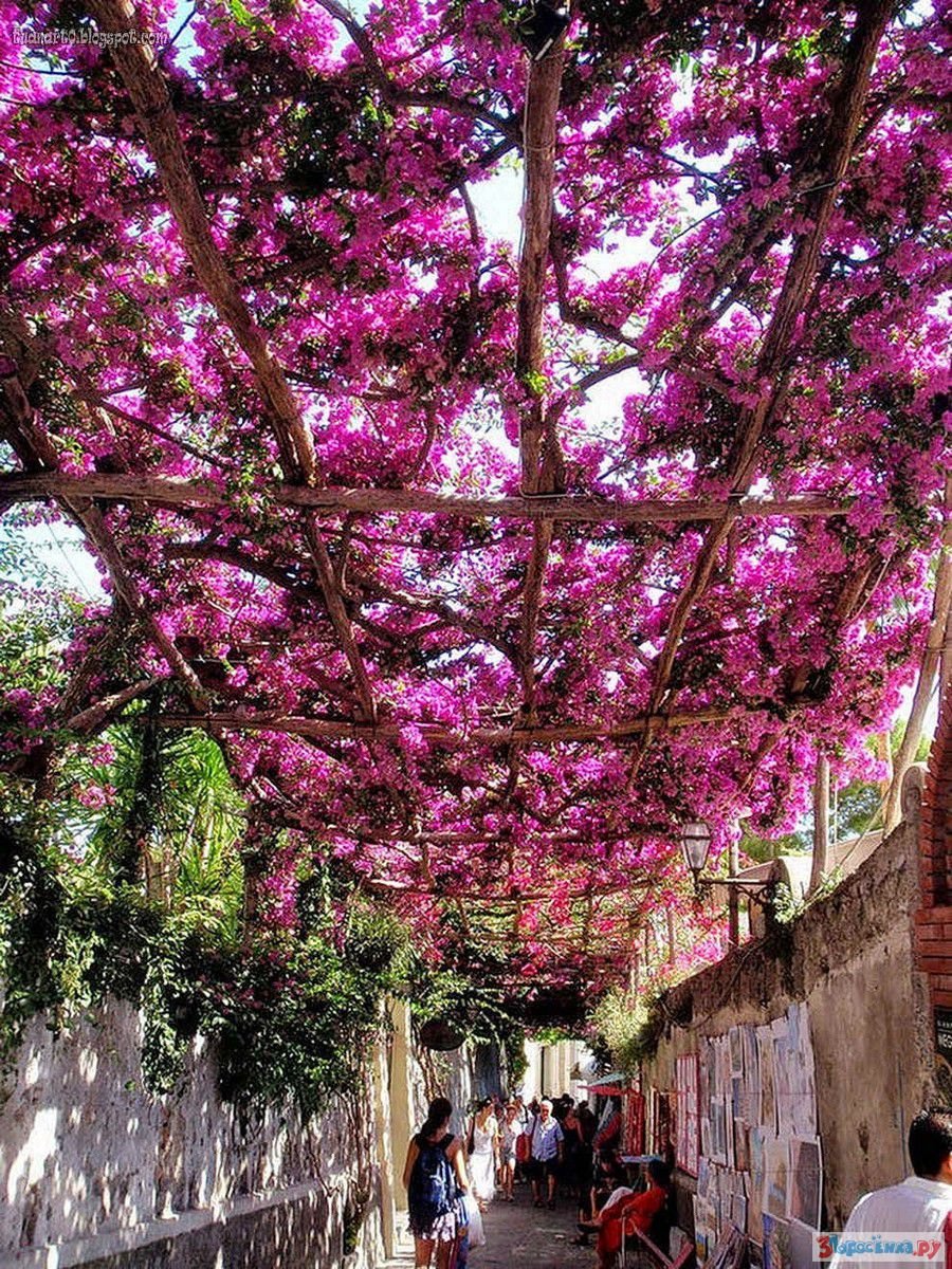 Street of flowers. Улочки Позитано деревья. Красивые цветущие деревья. Красивое дерево. Красивое цветущее дерево.
