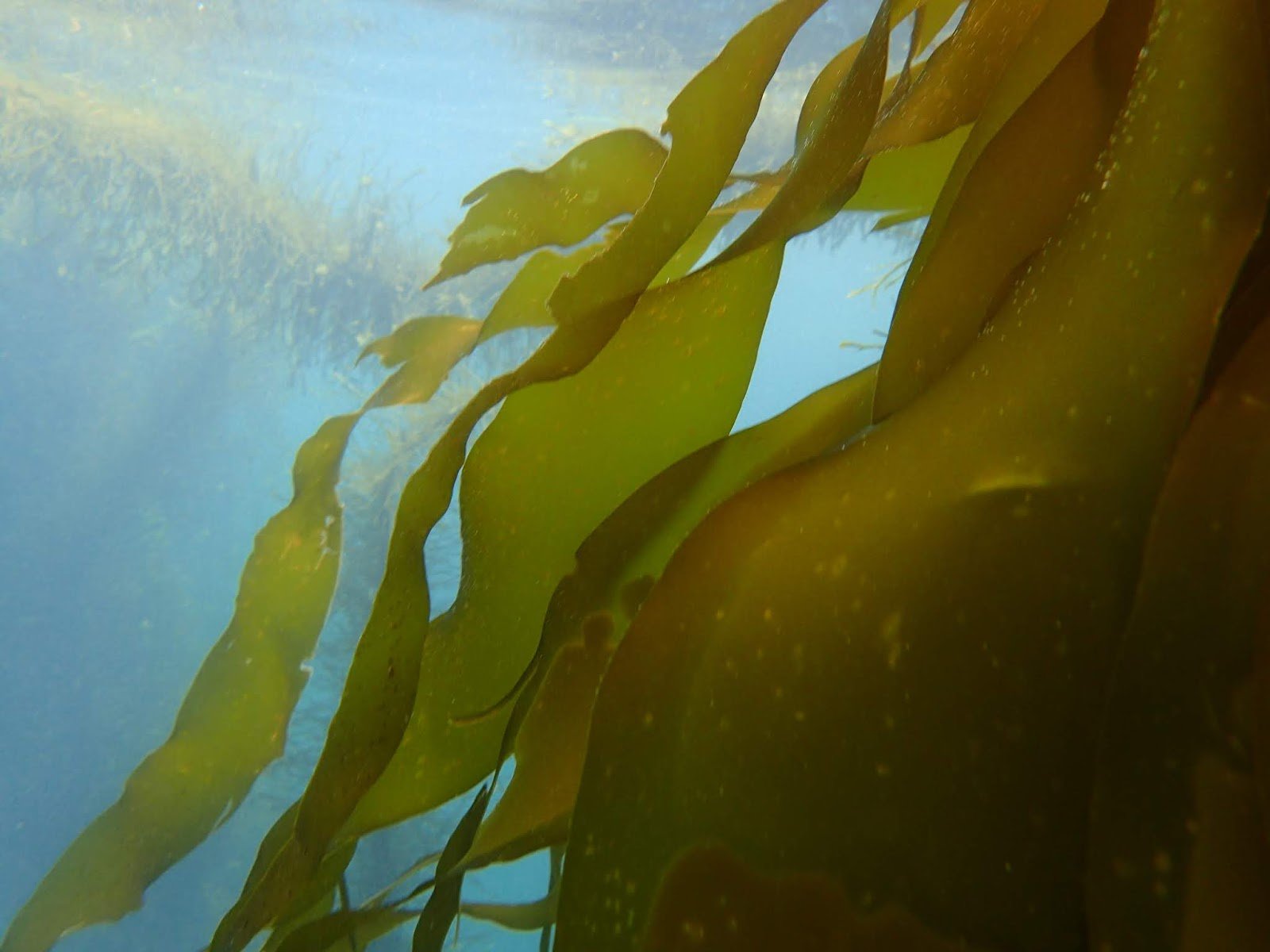 Бурные водоросли. Скульптура в водорослях. Подводный "лес"(Kelp Forest). Водоросли которые хватают за душу.