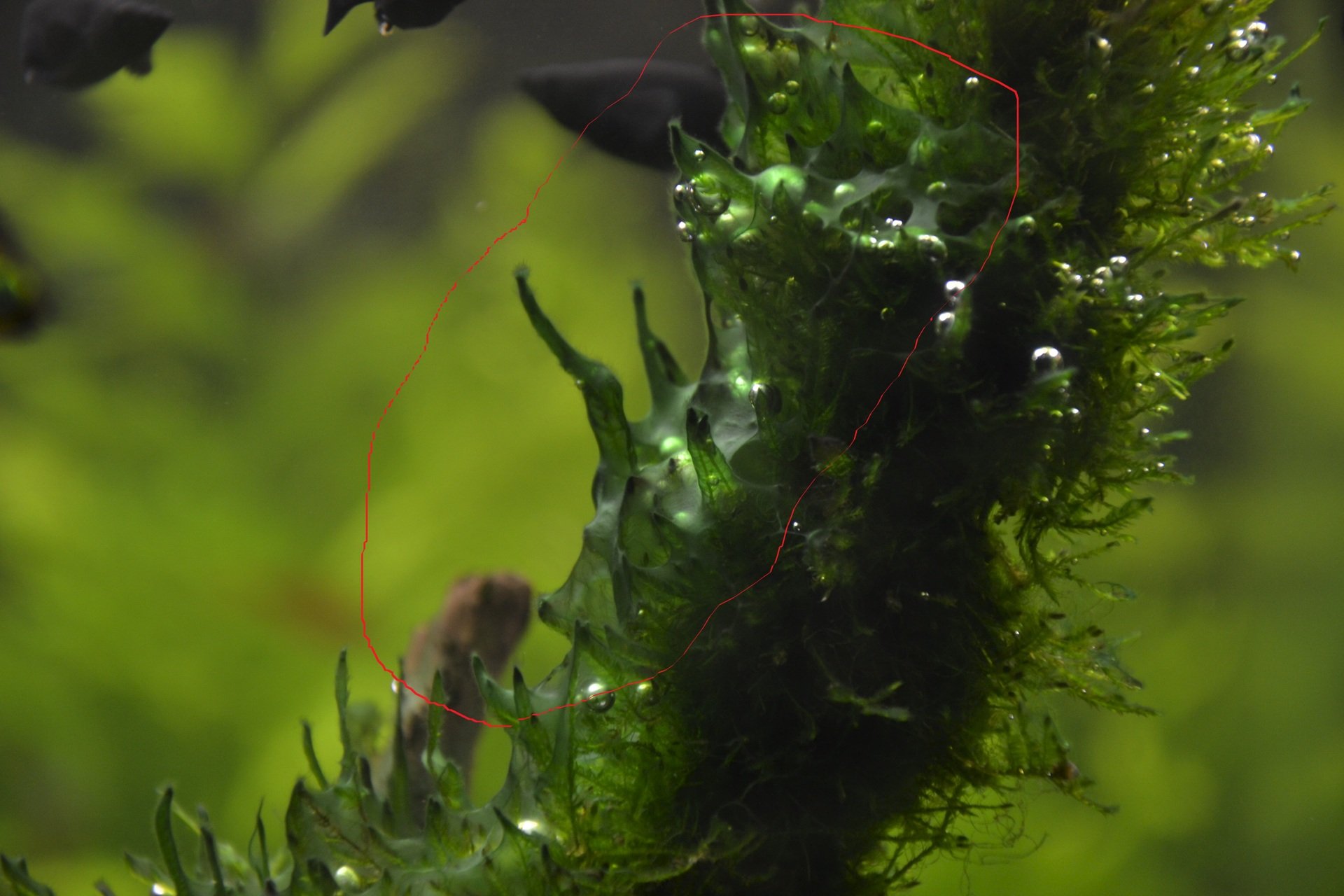 Водоросли вызывают. Водоросль Griffithsia flosculosa. Аквариумная Осока водоросль. Блестянка аквариумное растение. Шелковник водоросль.