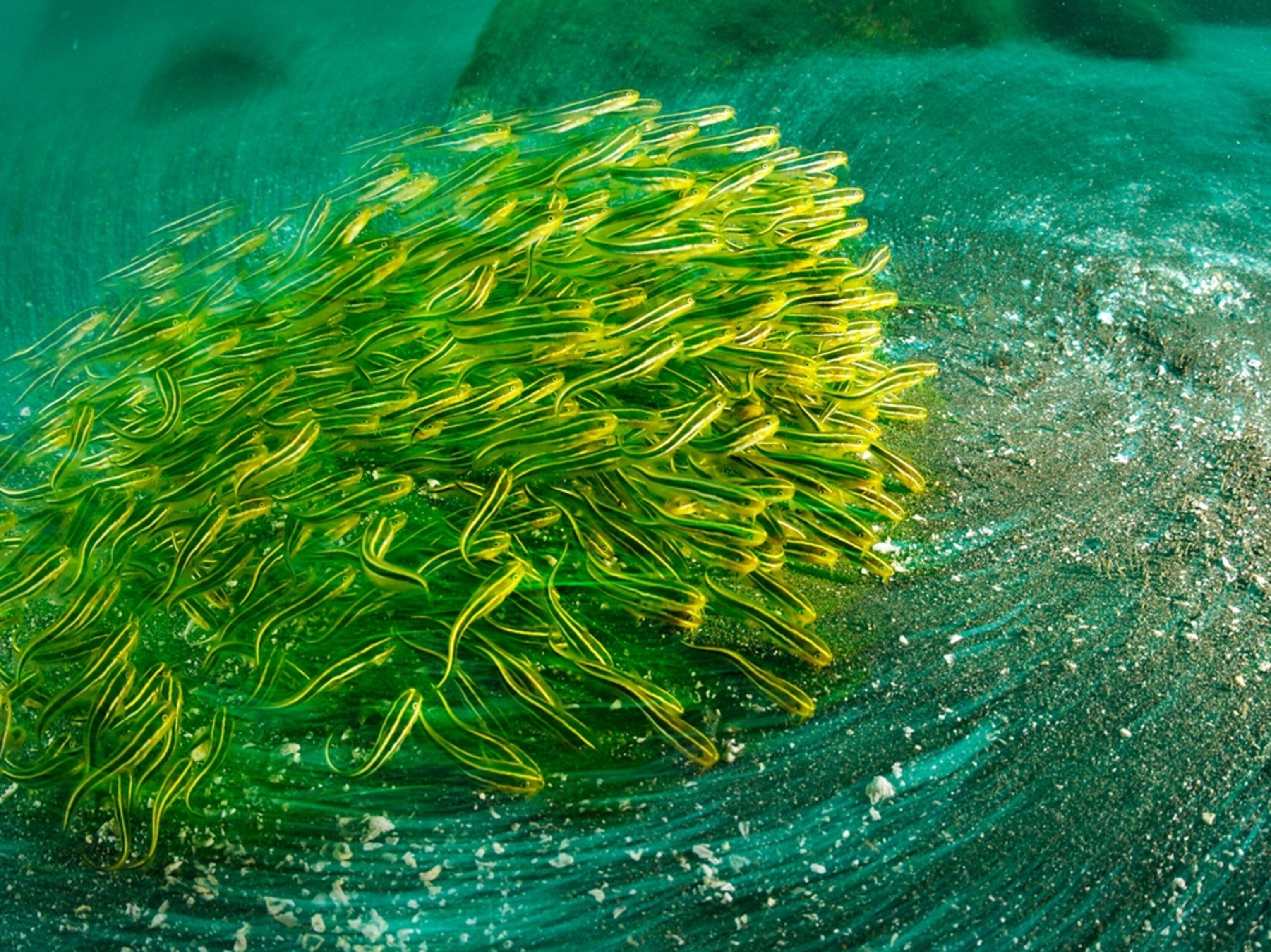 Океанические водоросли. Морская водоросль Геншин. Цветные водоросли. Зеленые морские водоросли.