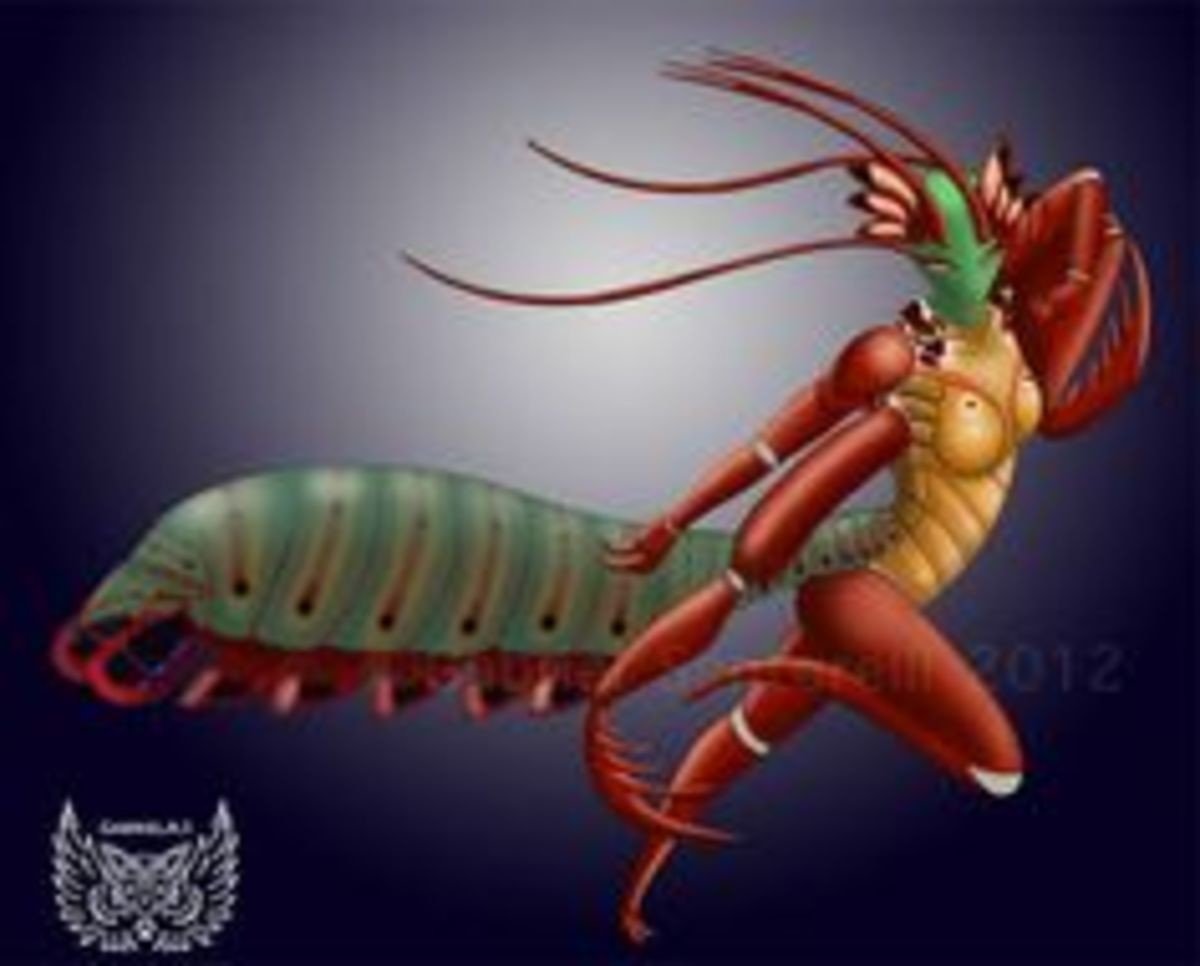 Девушка богомол. Креветка-богомол Мантис. Мантис Шримп. Mantis Shrimp монстр арт. Креветка богомол хвататель.