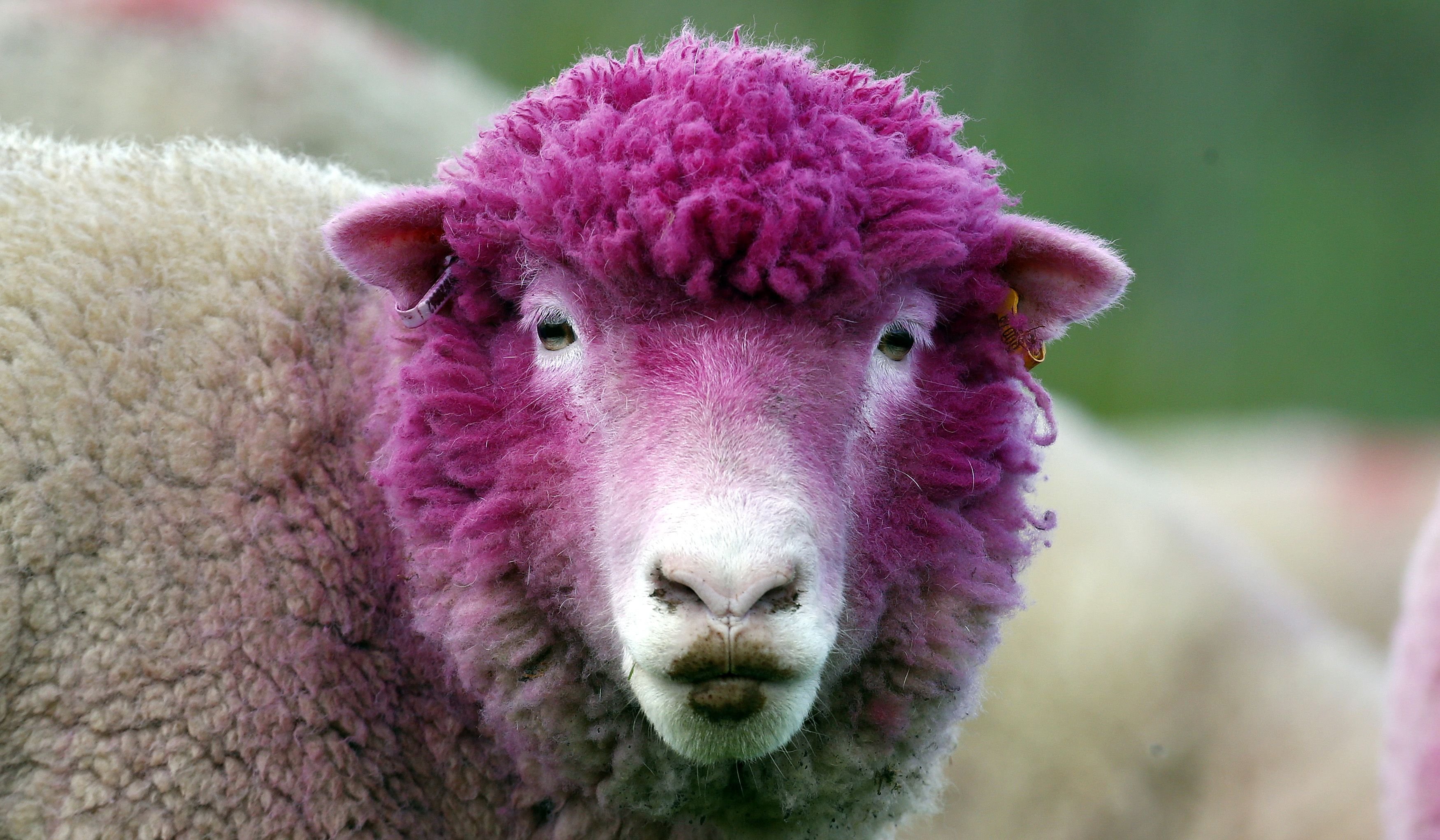 Животное с розовыми волосами. Мутон баран. Мутон барашек. Овечка баран и ягненок. Баран овца ягненок.