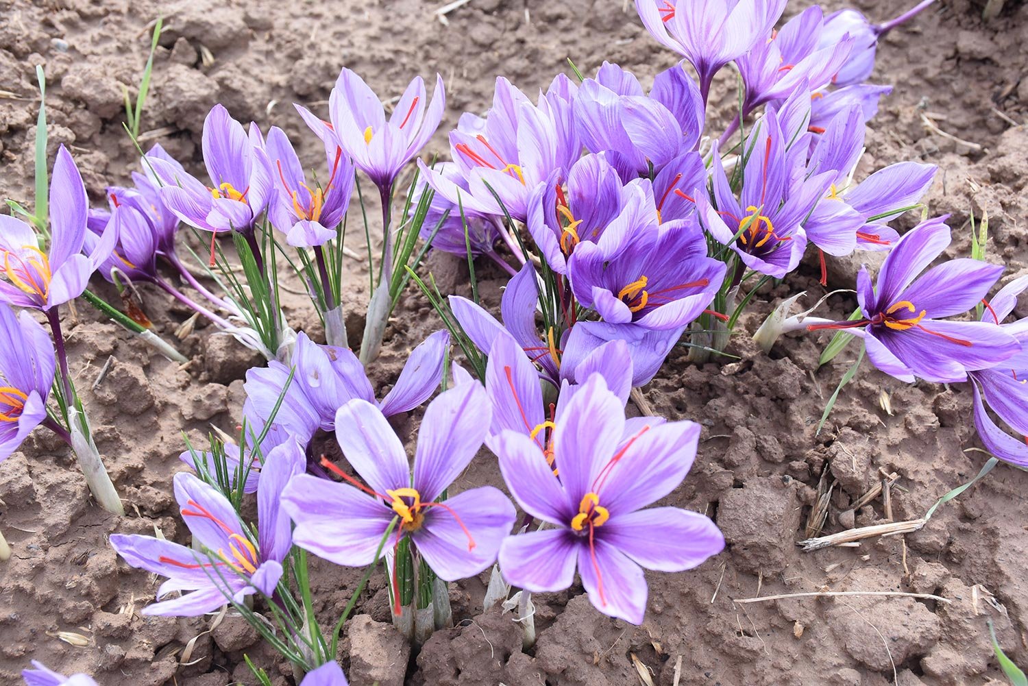 Шафран посевной. Крокус Шафран посевной. Рокус (Шафран) посевной (Crocus sativus). Крокус осеннецветущий Шафран посевной. Крокус сорт Шафран.