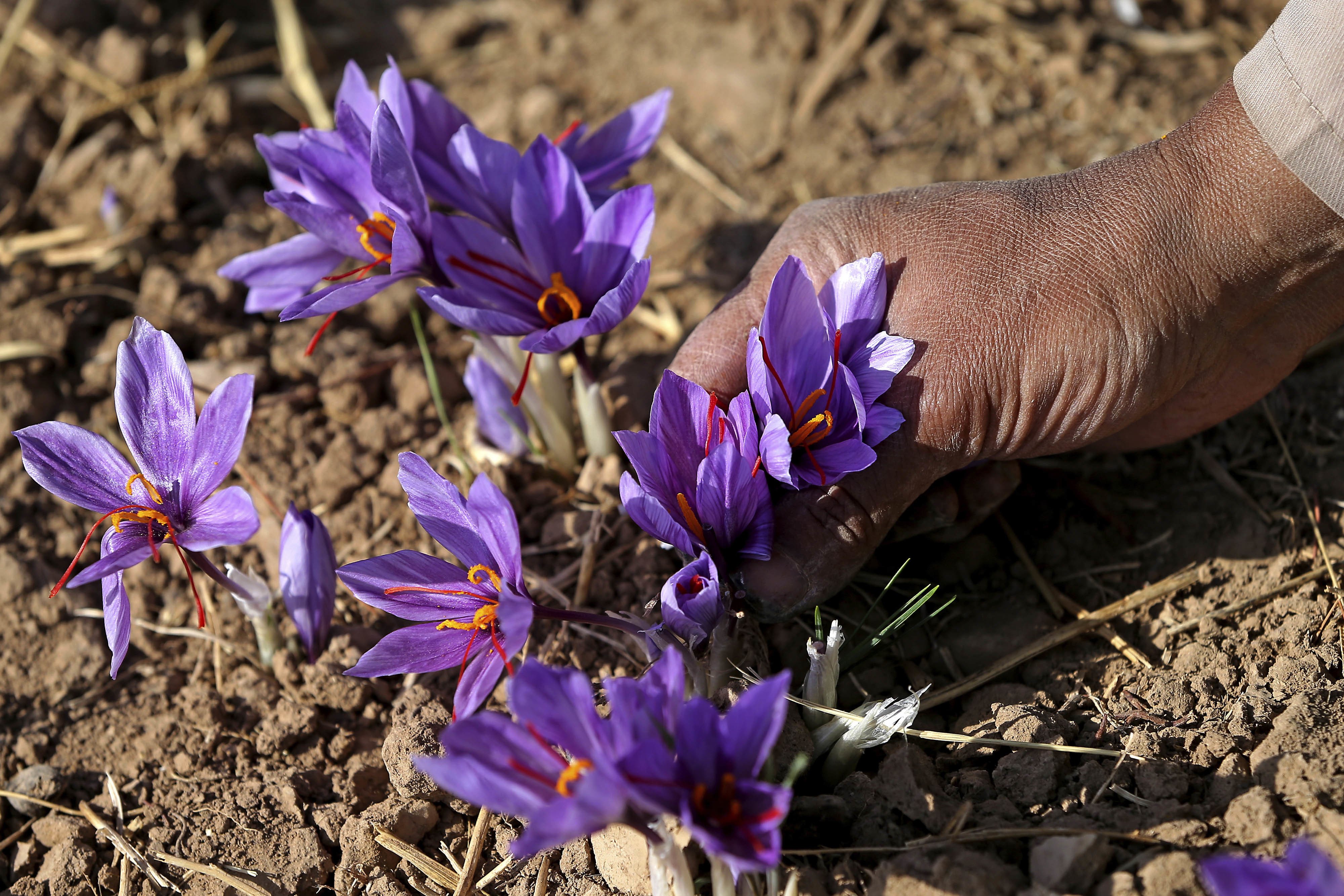 Шафран слушать. Шафран посевной (Crocus sativus). Крокус Шафран посевной. Шафран специя Крокус. Крокус посевной Шафран цветение.
