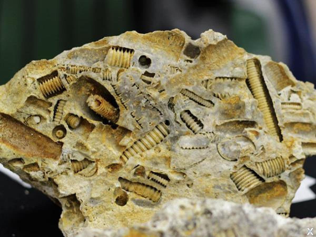 Музыкальные находки. Fossil окаменелости. Загадочные окаменелости. Древние артефакты. Древние окаменелости.