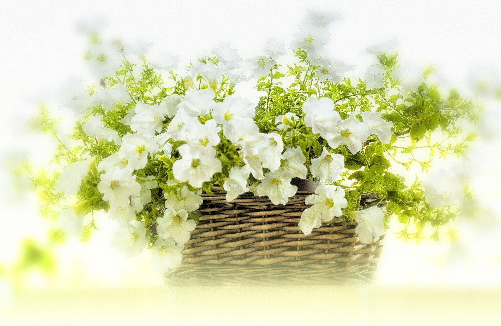 Краше желаю тебе цвести. Корзина с весенними цветами. Фон цветы. Открытка цветы. Цветы на белом фоне.