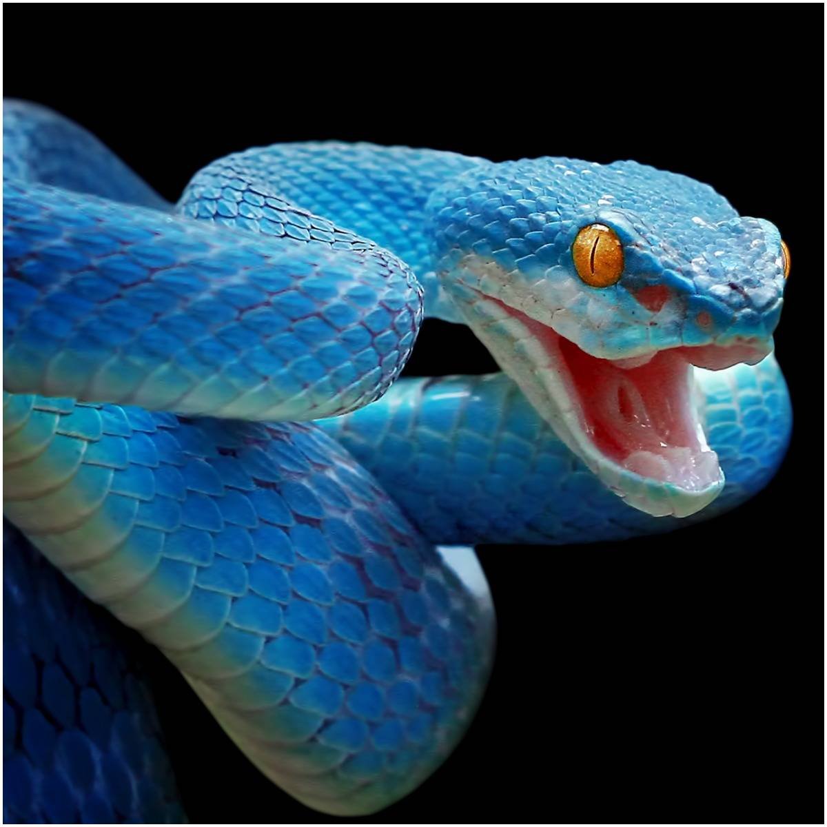 Ярко голубая змея