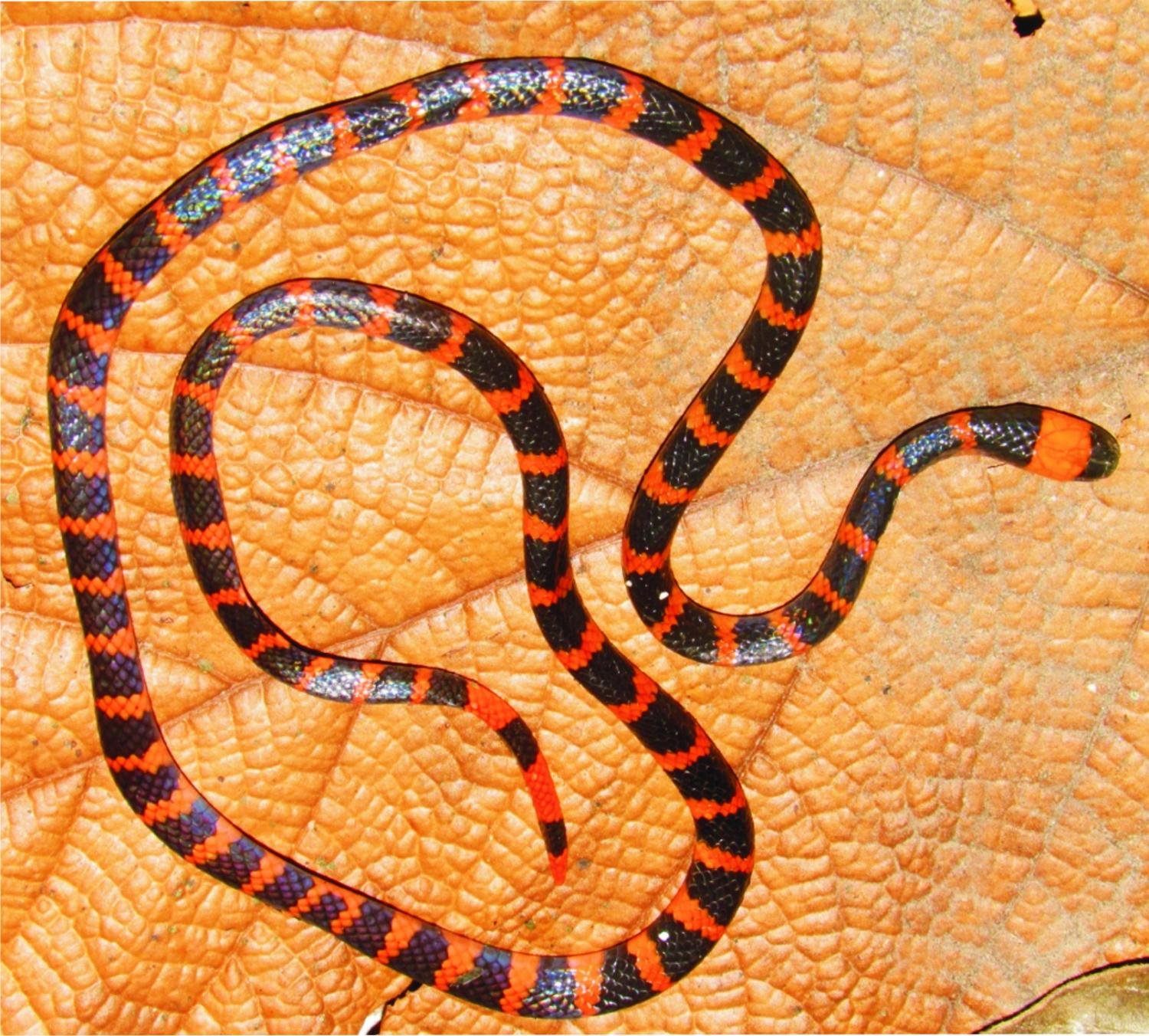 Змея семейства аспидовых