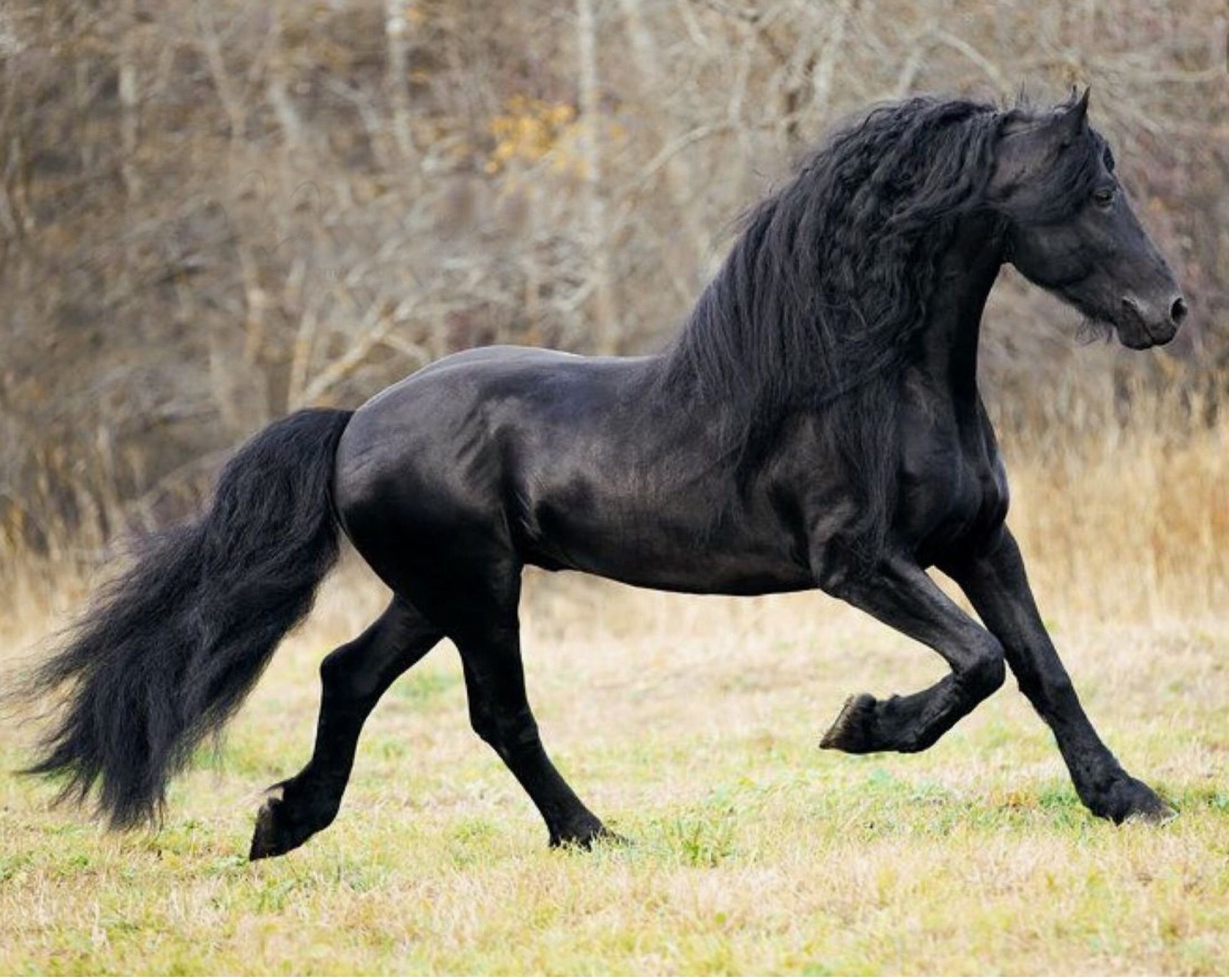 Черный про лошадей. Фризский тяжеловоз. Фризская лошадь. Friesian порода лошадей-. Пегая Фризская лошадь.