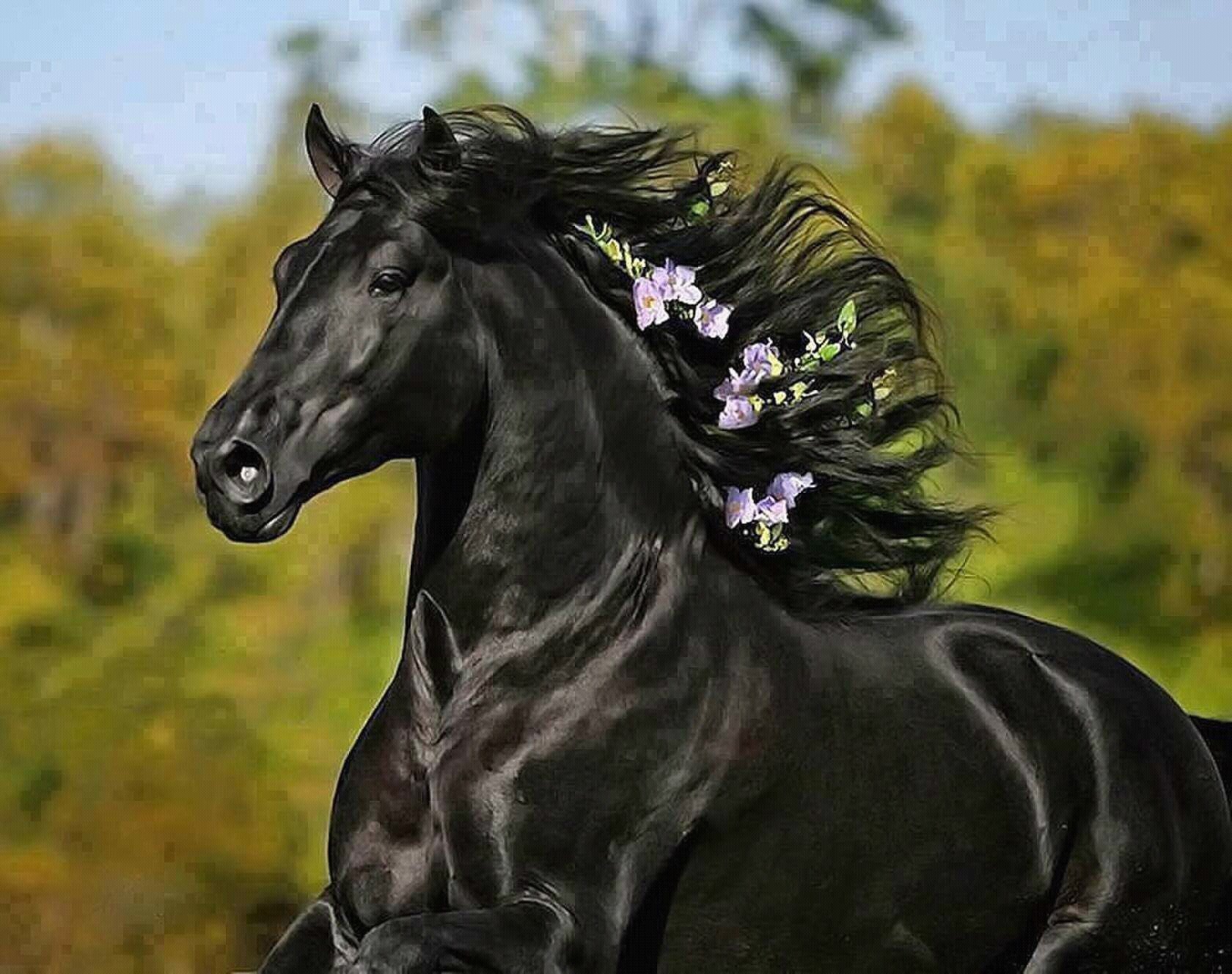 Черный про лошадей. Фризская лошадь гнедая. Фредерик Великий Фризская лошадь. Фризская Вороная. Цыганская Вороная лошадь.