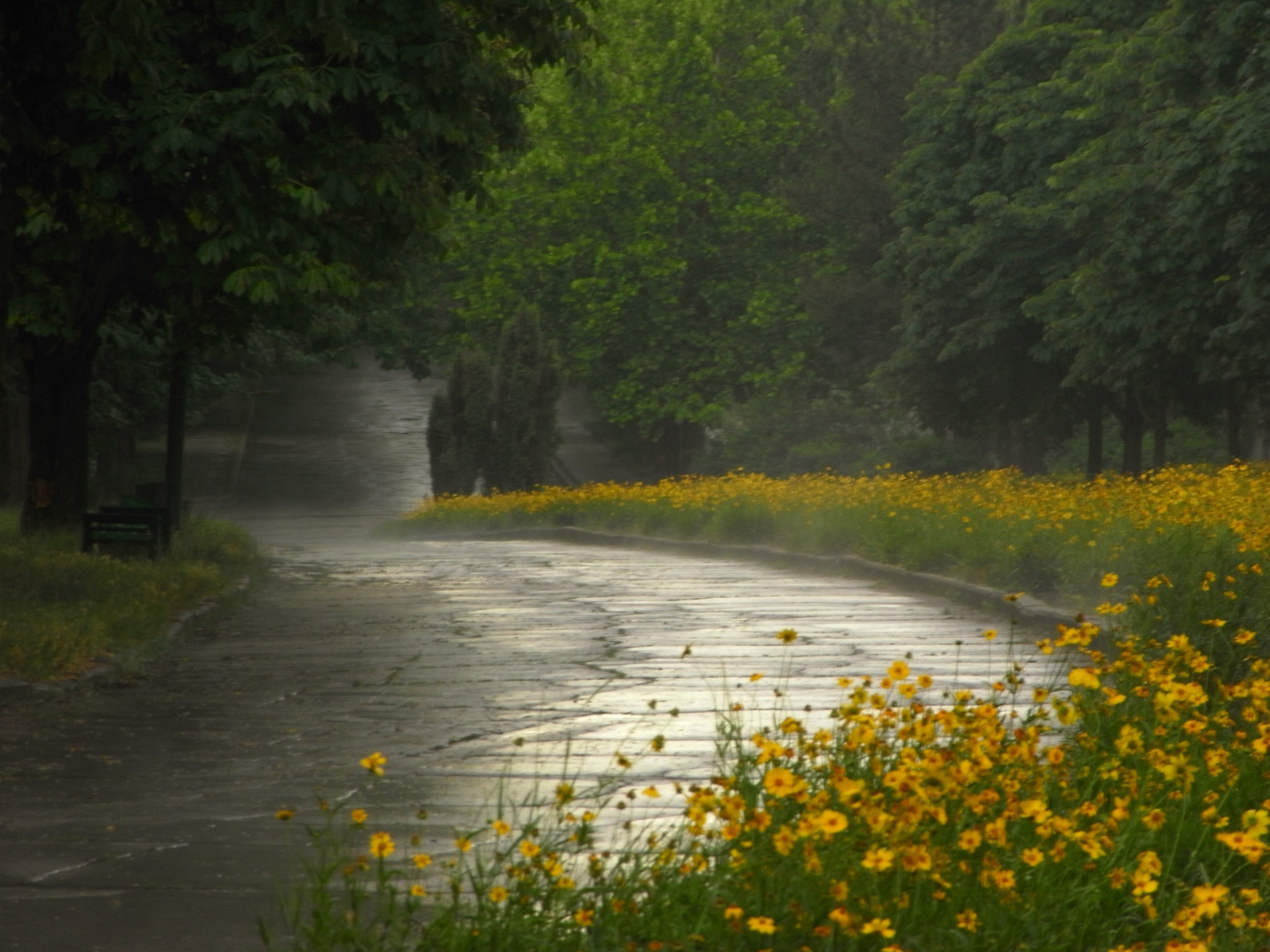 Rain. Лето дождь. Природа дождь. Пасмурный летний день. Дождливое лето.