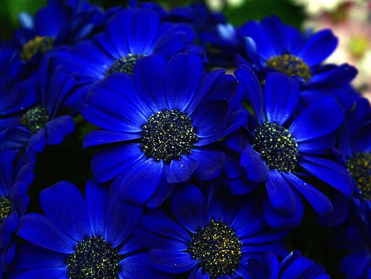 Голубой цвет фото. Блуе Фловер. Синие цветы. Ярко синие цветы. Темно синие цветы.