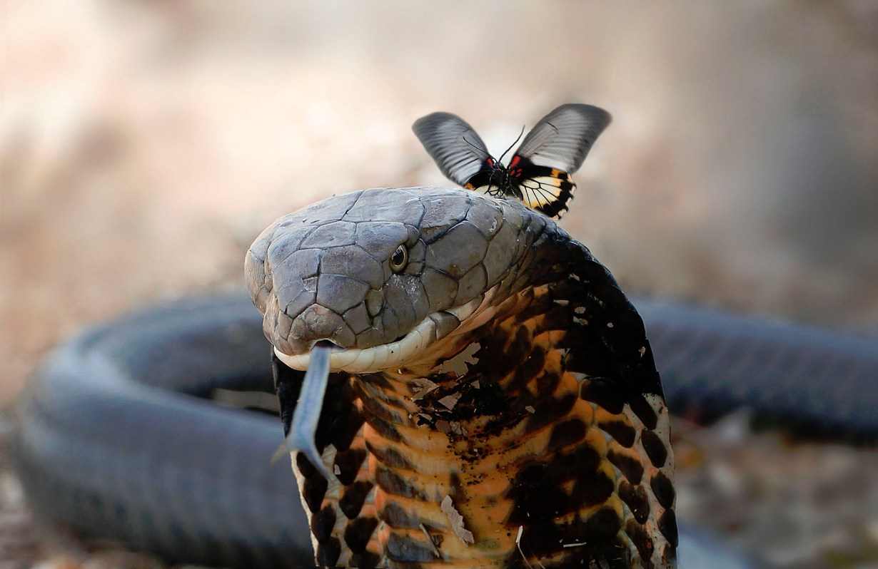 Snakethug