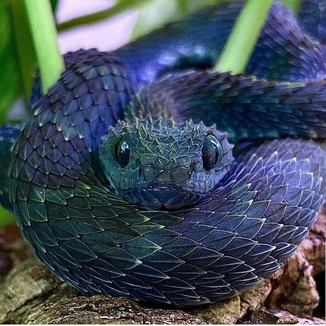 Самая милая змея в мире