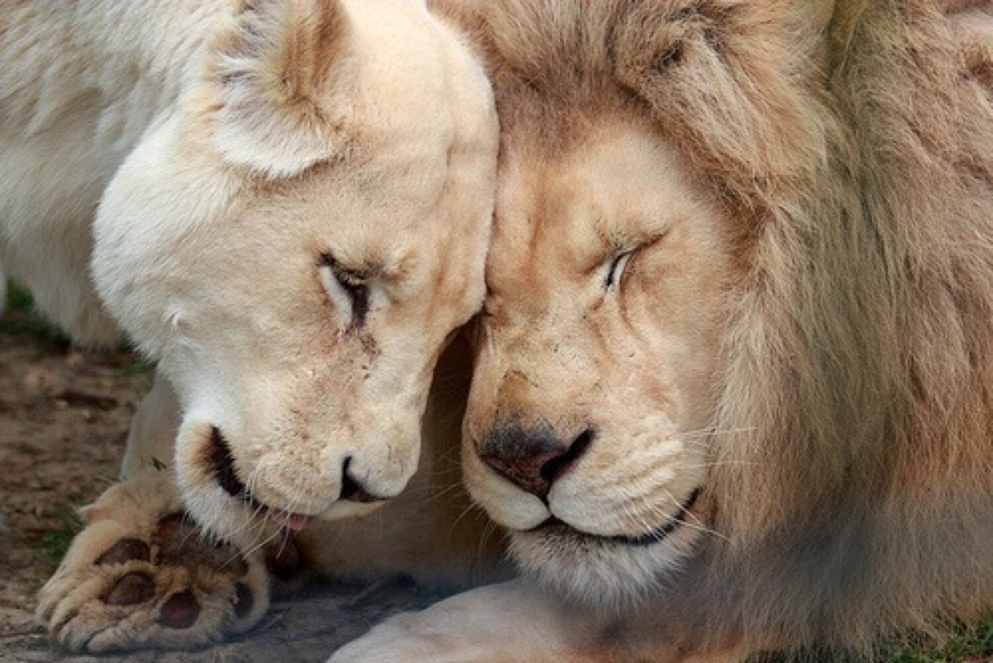 Любовный лев неделя. Животные любовь. Львица. Львы нежность. Львы обнимаются.