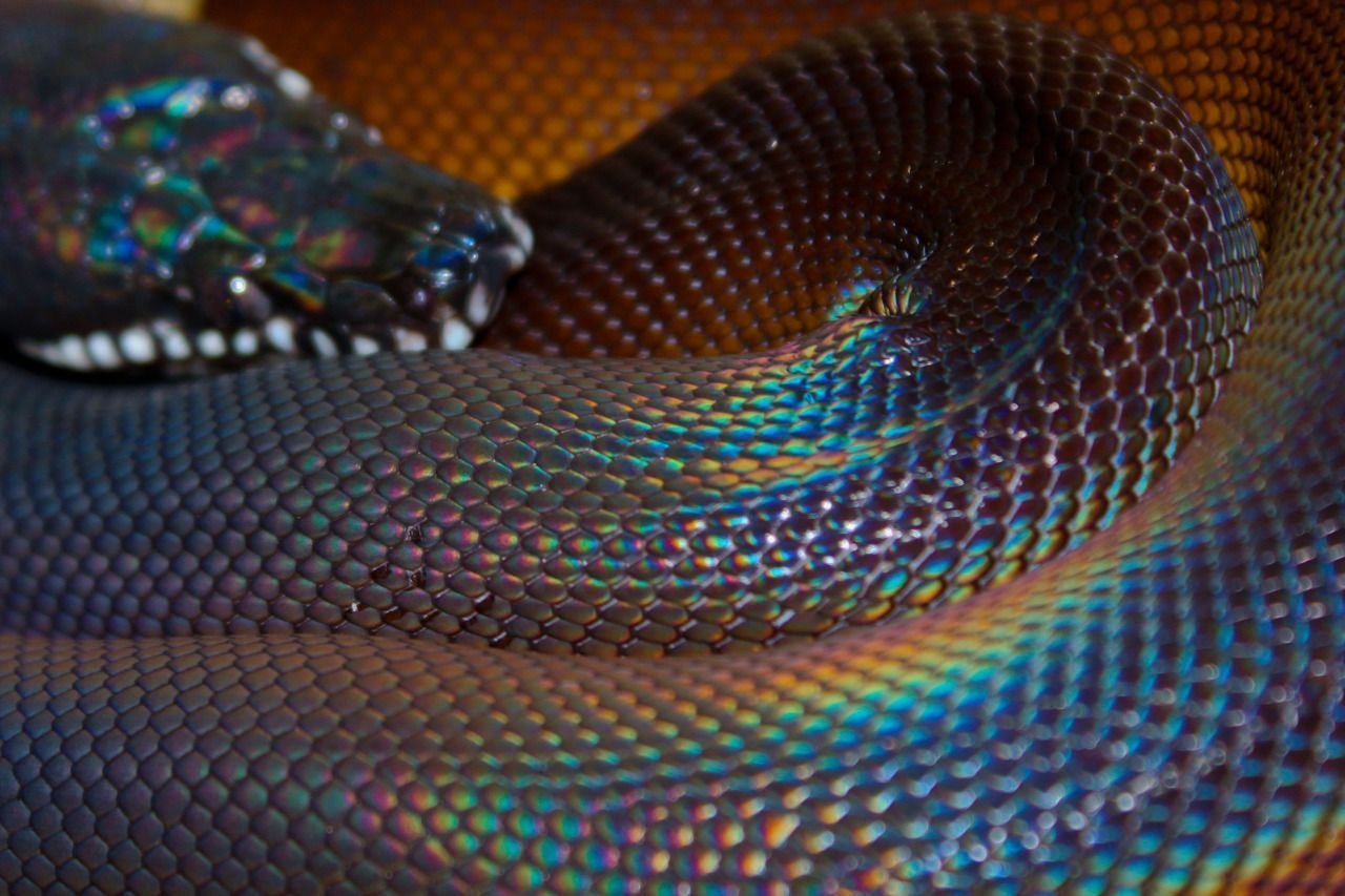 Мс змея. Змея белогубый питон. Радужный белогубый питон. Южный белогубый питон. Лучистая змея Xenopeltis Unicolor.