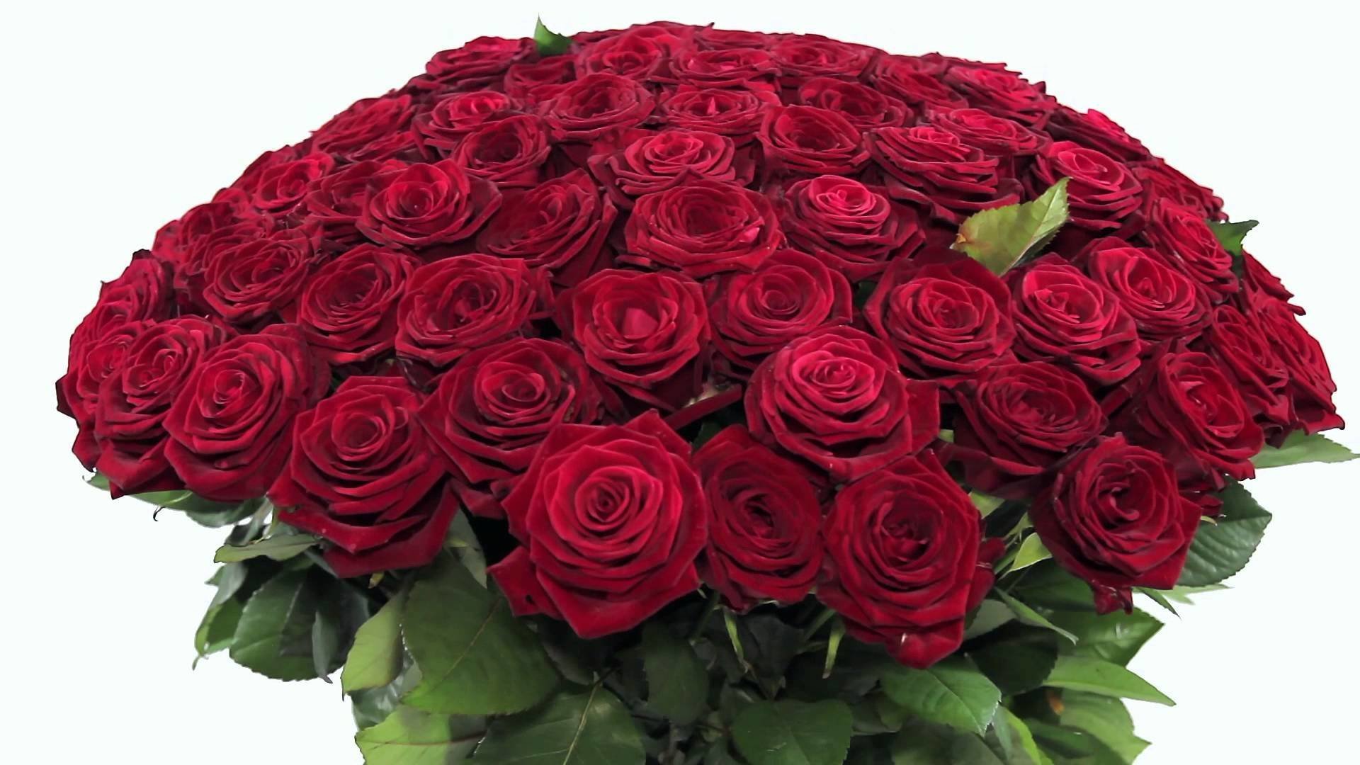 Букет роз для женщин большой и красивый. Букет роз. Шикарный букет роз. Красивые большие букеты. Шикарный букет из роз.