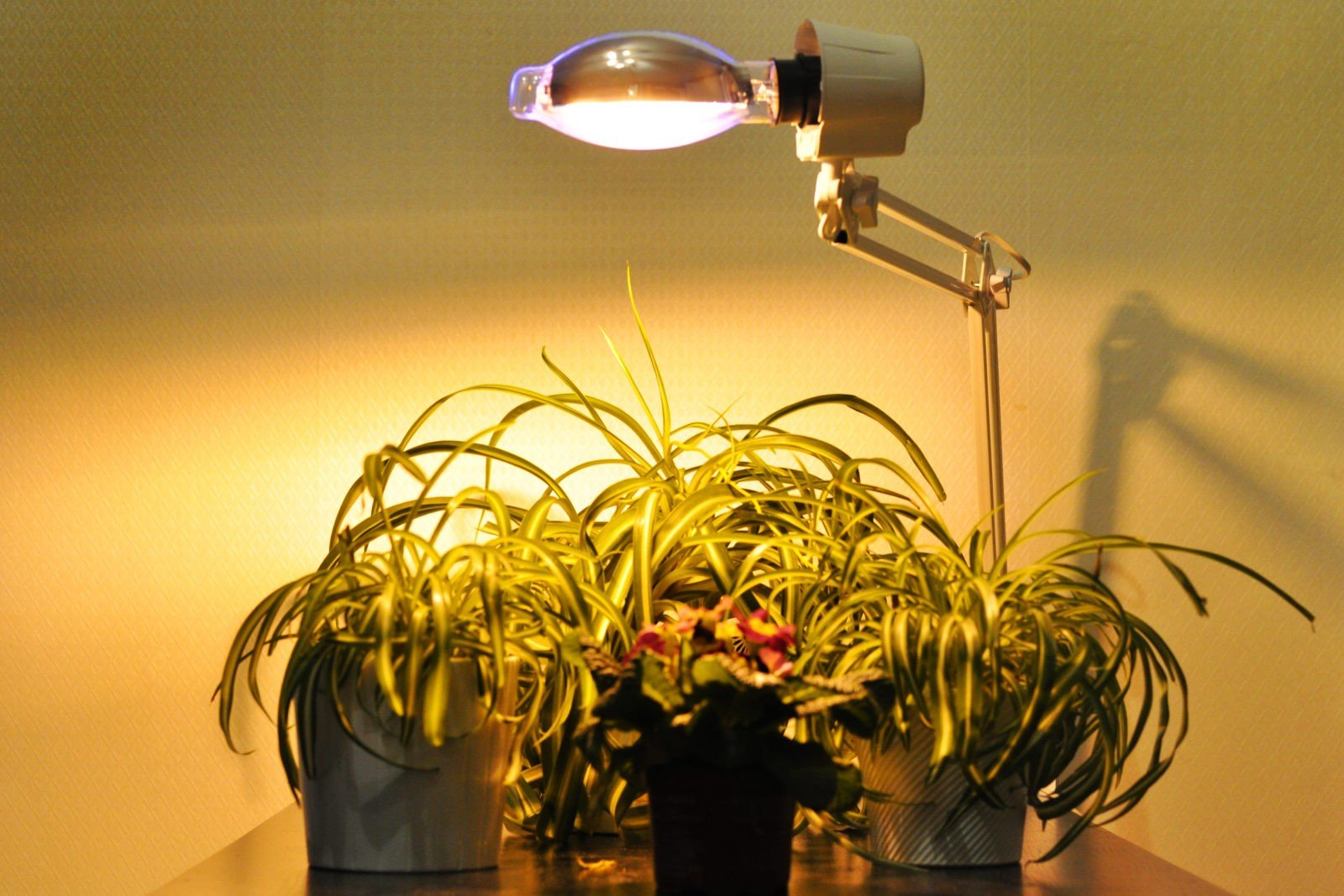 Примеры световых растений